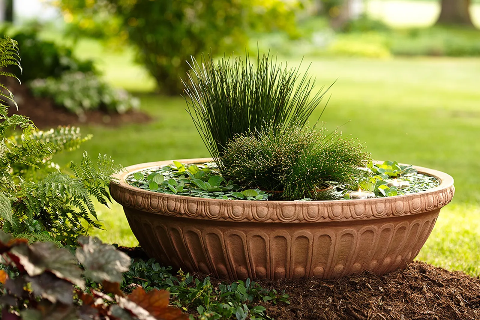 Blue Mohawk® Soft Rush (Juncus inflexus) — Warm-season grasses won't start growing until mid to late spring or even early summer; despite a, image 64