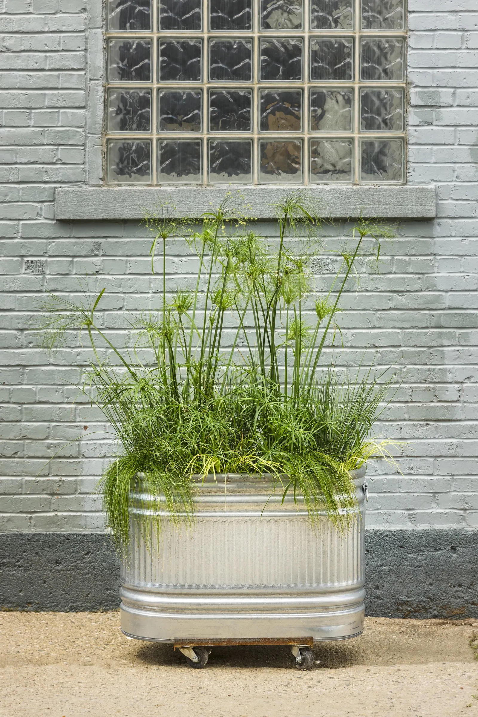 Blue Mohawk® Soft Rush (Juncus inflexus) — Blue Mohawk soft rush is a warm-season ornamental rush grass; trim back those that don't look good in, image 63