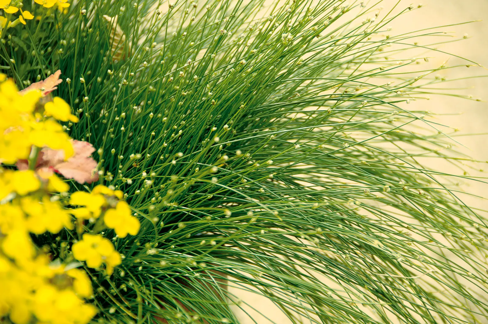 Fiber Optic Grass (Isolepis (Scirpus) cernua) — Proven Winners - Graceful Grasses® Fiber Optic Grass - Isolepis (Scirpus) cernua white plant, image 65