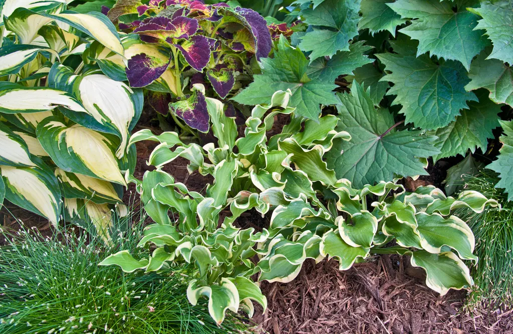 Giant 'Hudson Bay' Hosta (Hosta hybrid) — so it deserves generous spacing and a prominent position