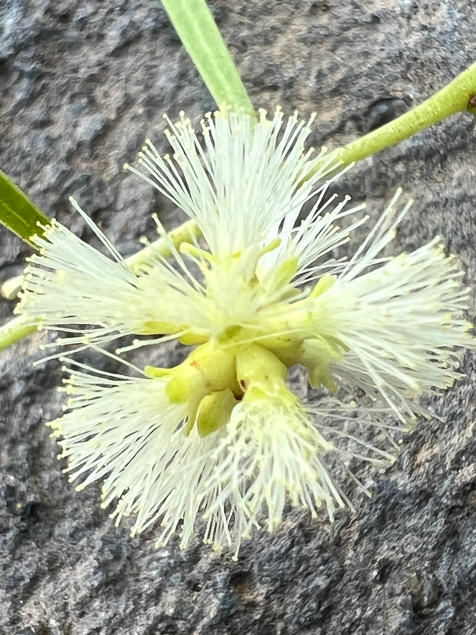 Willow Acacia, Australian Willow (Acacia Salicina) — Well-suited for vertical emphasis in arid landscapes; this species stands out with slender