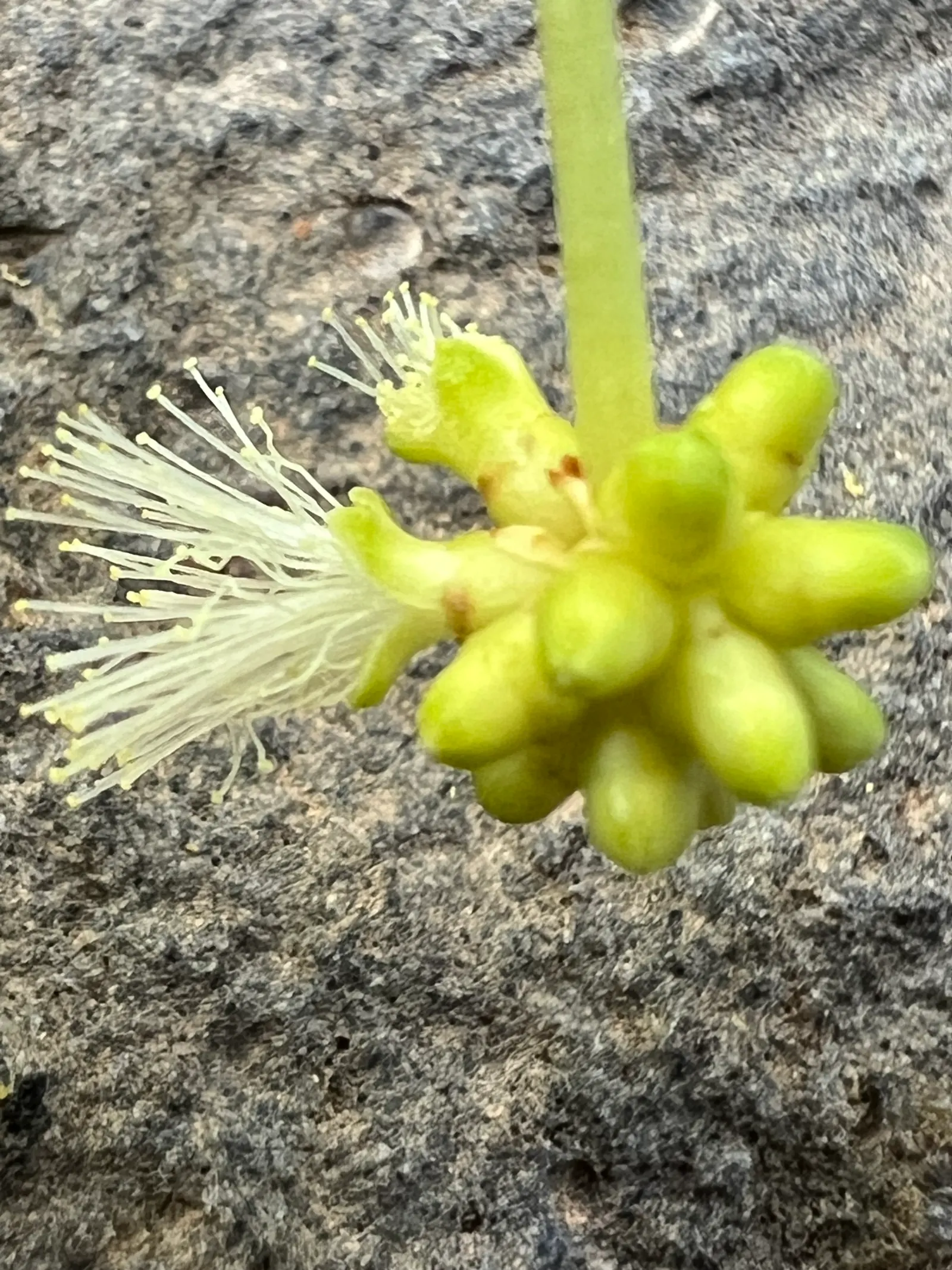 Willow Acacia, Australian Willow (Acacia Salicina) — prized for its weeping form resembling willows