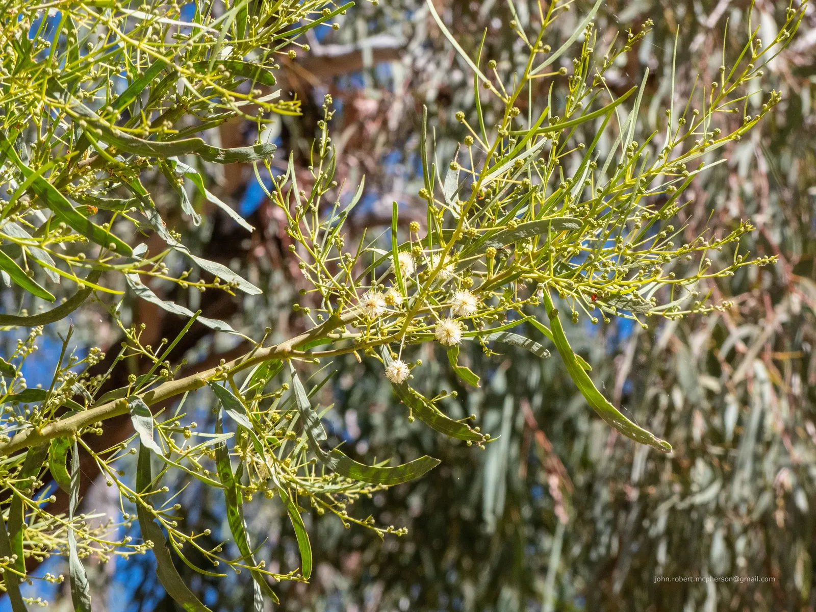 Willow Acacia, Australian Willow (Acacia Salicina) — this hardy specimen delivers lasting beauty and function to any garden space