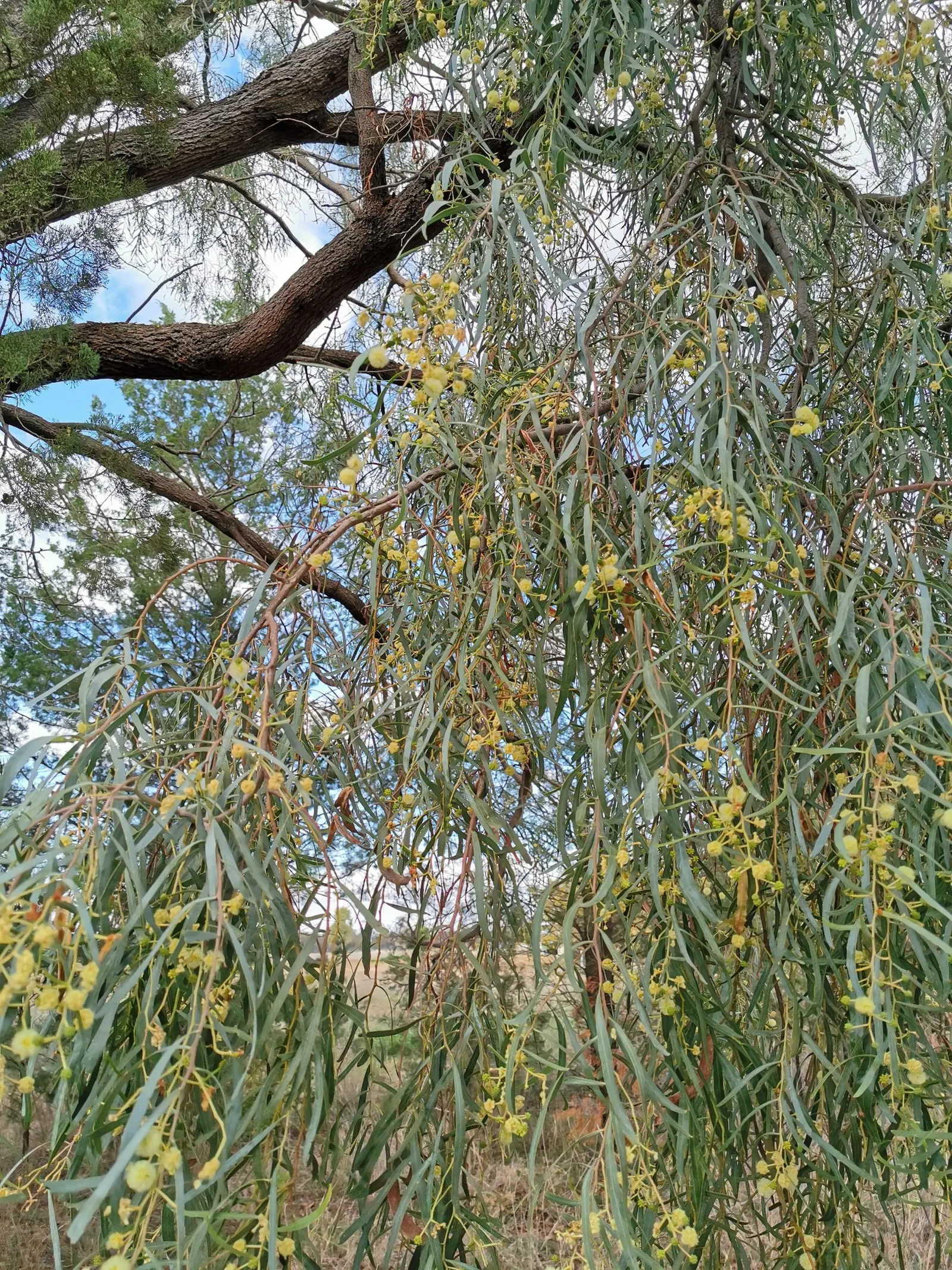 Willow Acacia, Australian Willow (Acacia Salicina) — scientifically known as Acacia salicina