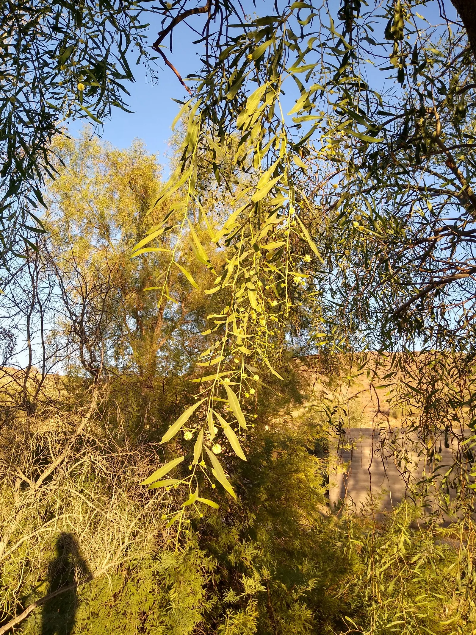 Willow Acacia, Australian Willow (Acacia Salicina) — Periodic pruning may be necessary to maintain its shape and promote a strong structure