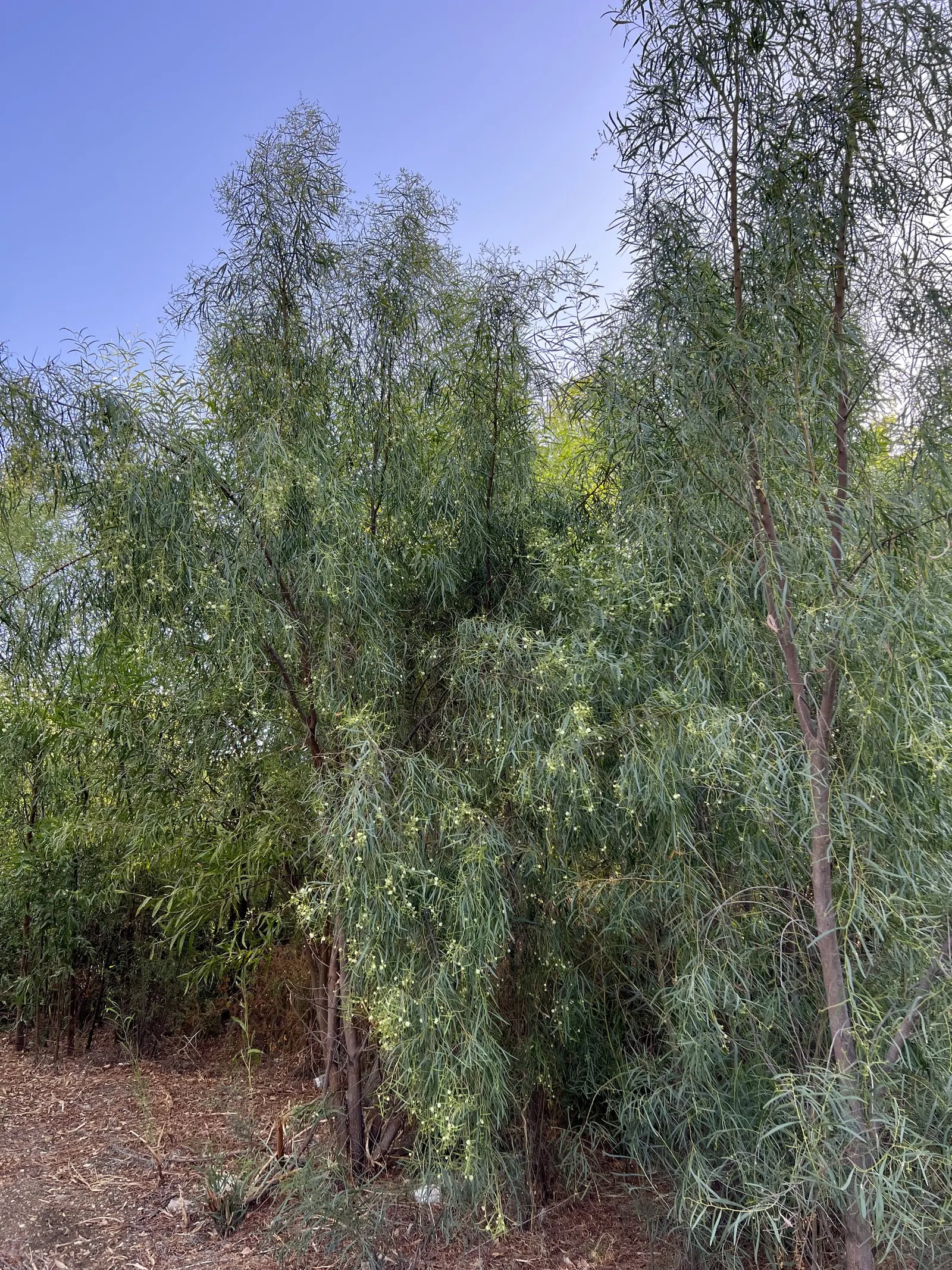 Willow Acacia, Australian Willow (Acacia Salicina) — Admired for its willow-like appearance