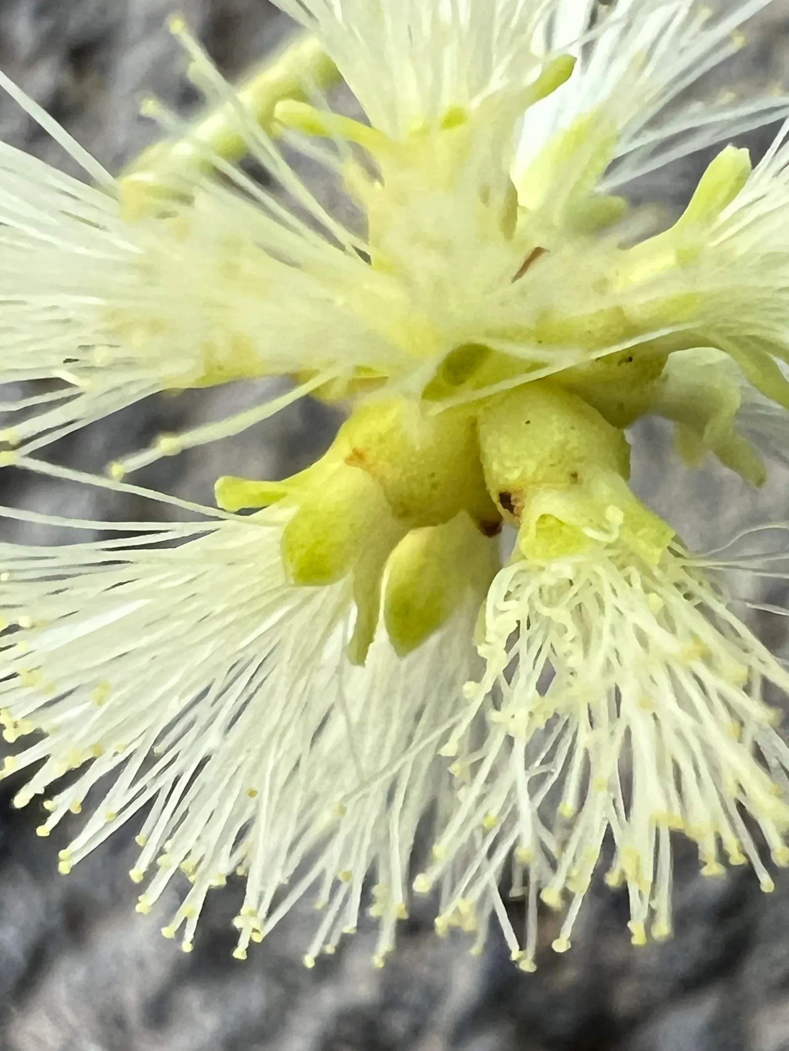 Willow Acacia, Australian Willow (Acacia Salicina) — the Willow Acacia provides a striking vertical element in the landscape