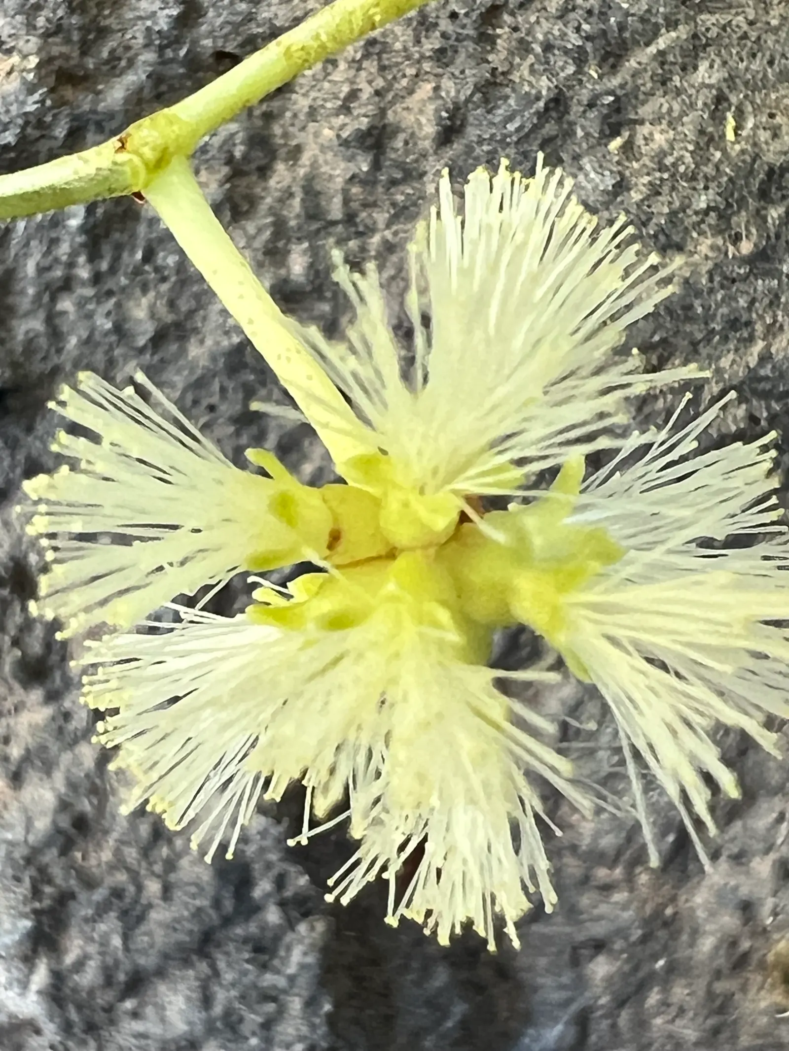 Willow Acacia, Australian Willow (Acacia Salicina) — is a robust and versatile evergreen tree hailing from the arid regions of Australia