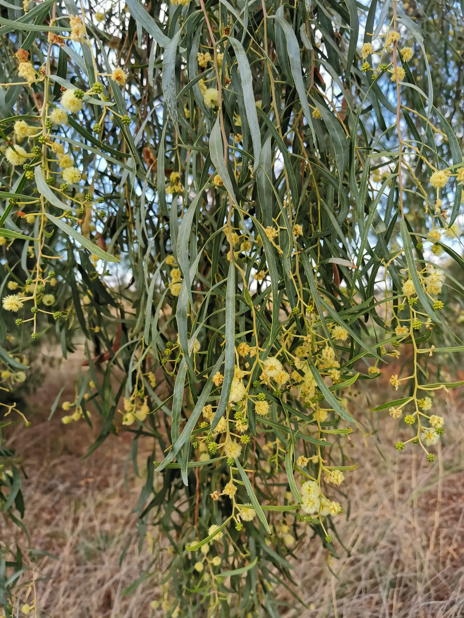 Willow Acacia, Australian Willow (Acacia Salicina) — contributing to its graceful