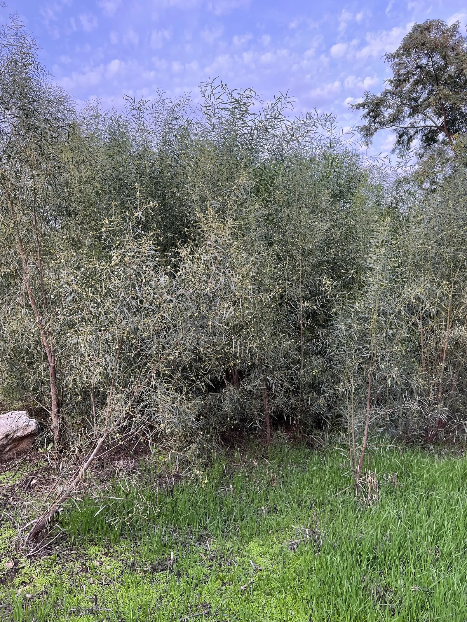 Willow Acacia, Australian Willow (Acacia Salicina) — Flourishes in full sun with moderate water