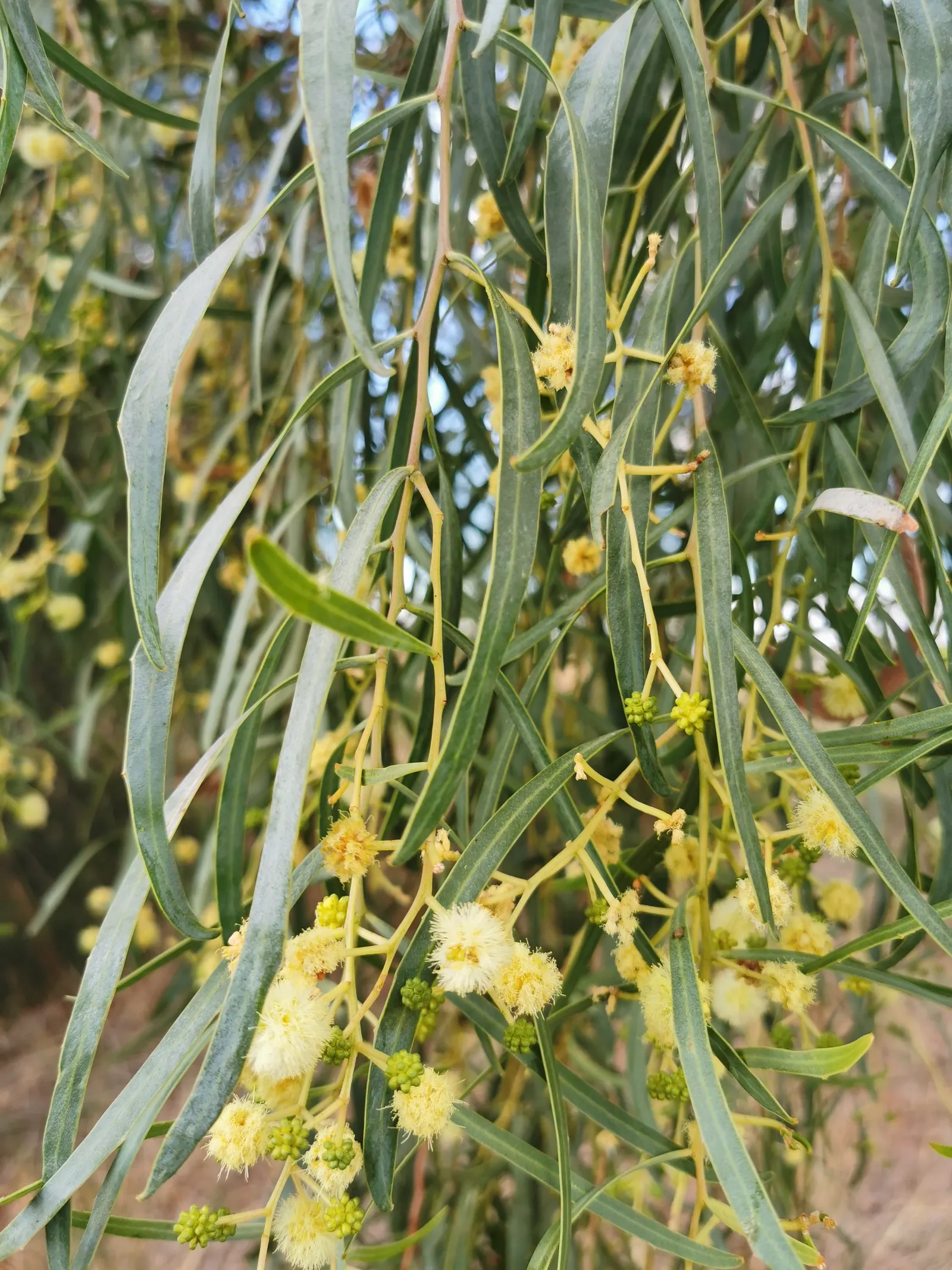 Willow Acacia, Australian Willow (Acacia Salicina) — The Willow Acacia (Acacia salicina) is an evergreen native to Australia