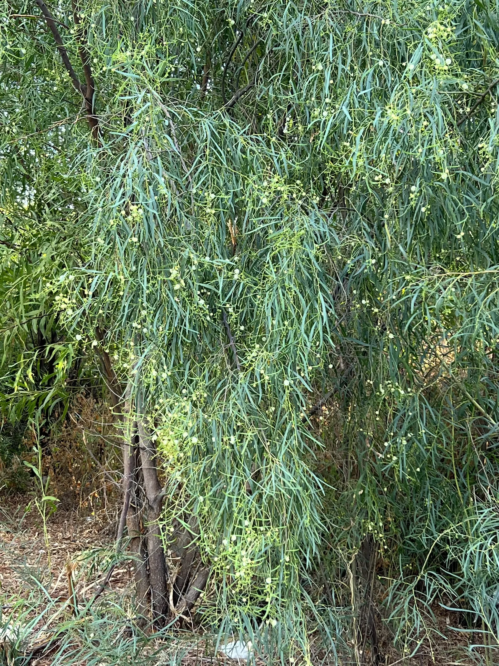 Willow Acacia, Australian Willow (Acacia Salicina) — it's adaptable to a variety of soils