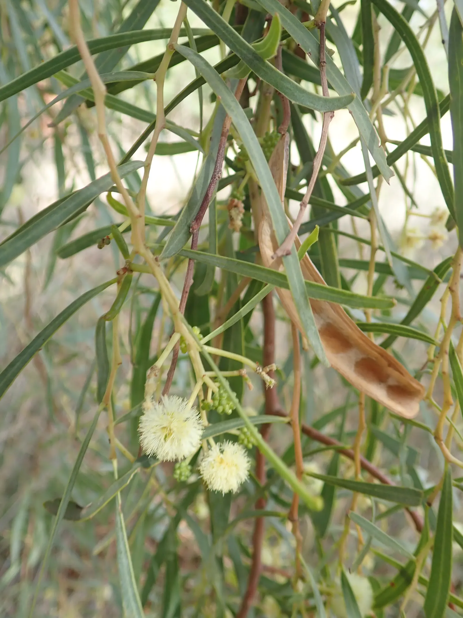 Willow Acacia, Australian Willow (Acacia Salicina) — This low-maintenance tree flaunts narrow silvery-green leaves and fragrant creamy-yellow flowers in fall