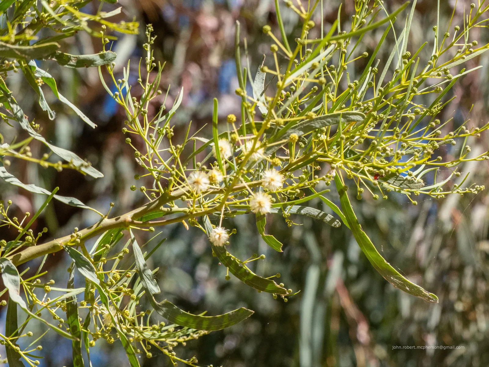 Willow Acacia, Australian Willow (Acacia Salicina) — tree with white blooms