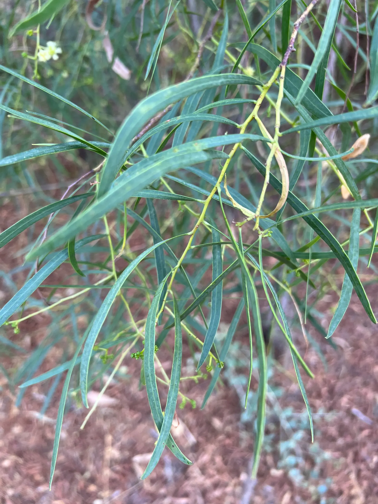 Willow Acacia, Australian Willow (Acacia Salicina) — narrow phyllodes (leaf-like structures) that mimic leaves