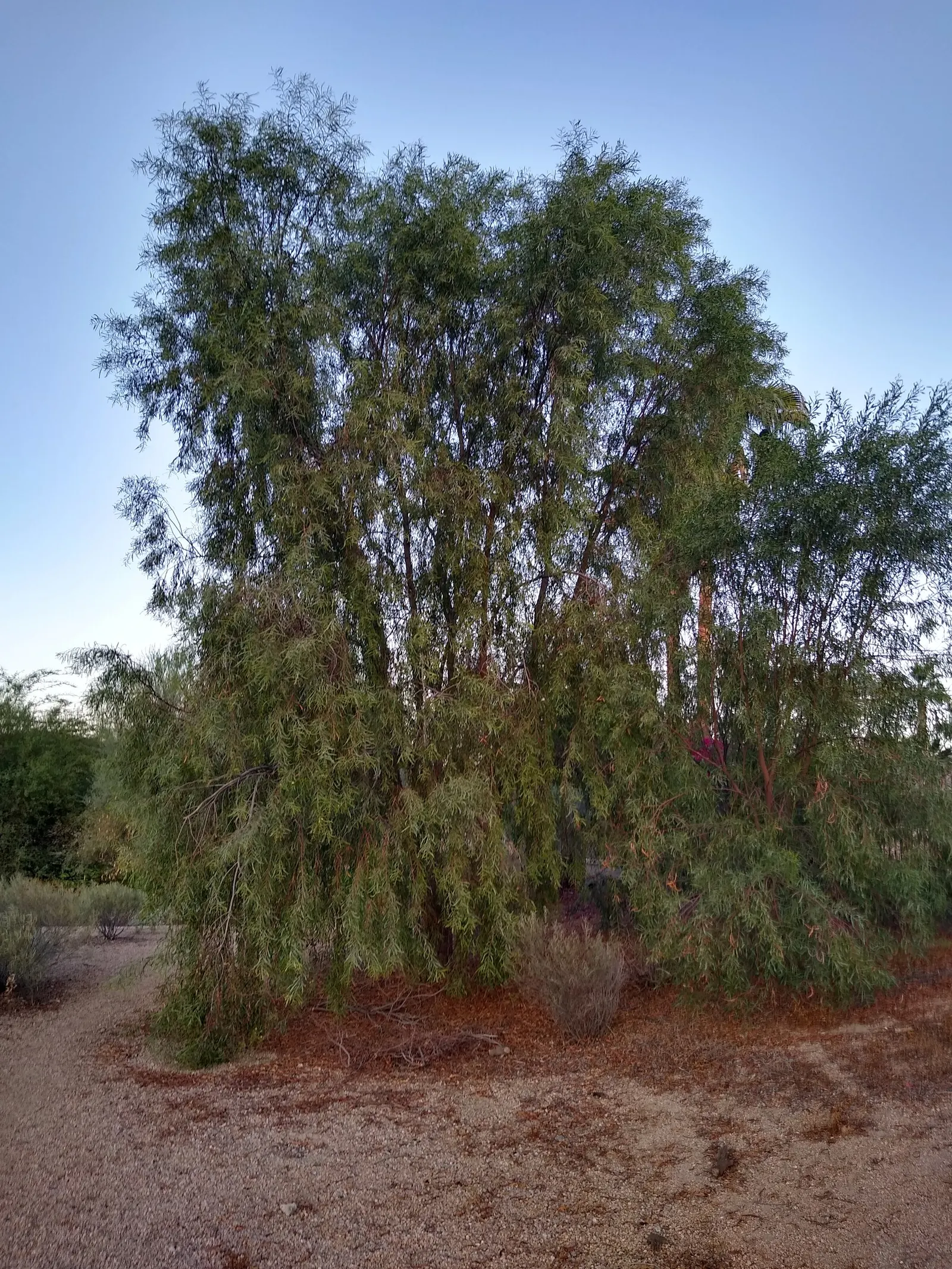 Willow Acacia, Australian Willow (Acacia Salicina) — This low-maintenance tree flaunts narrow silvery-green leaves and fragrant creamy-yellow, image 31
