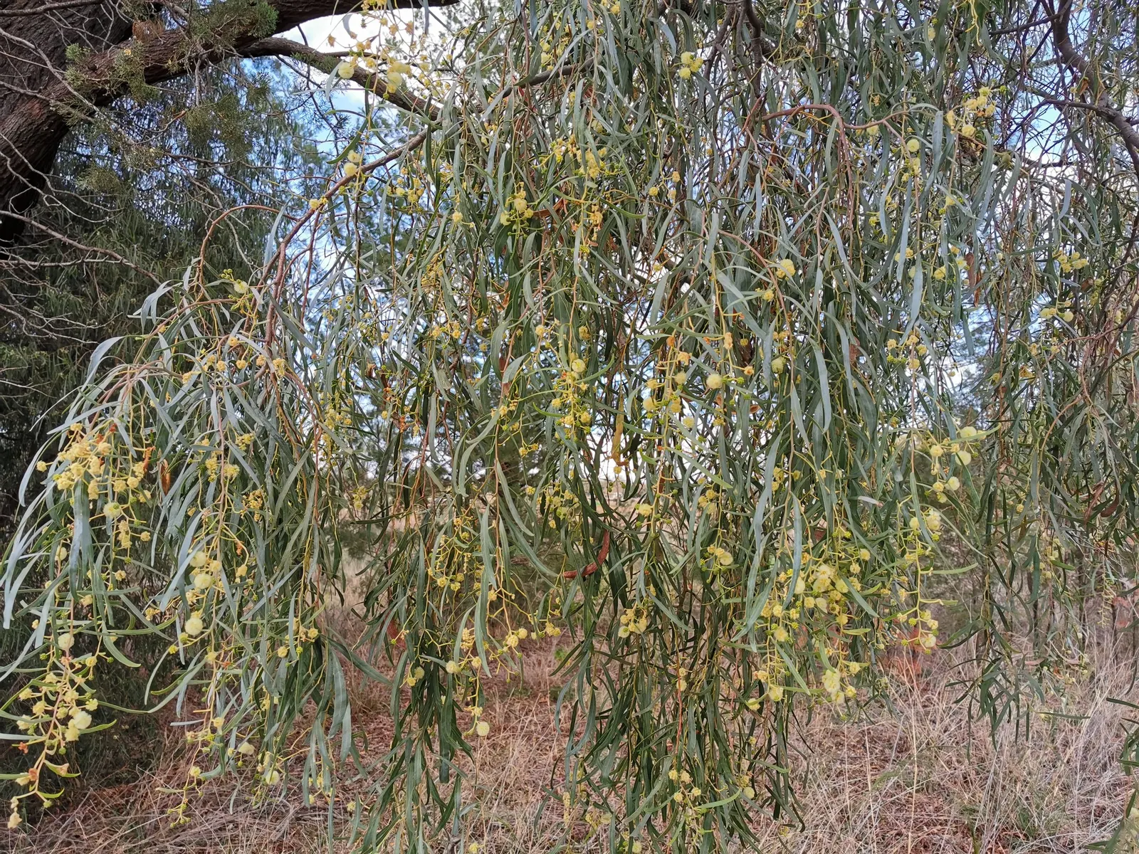 Willow Acacia, Australian Willow (Acacia Salicina) — cream to pale yellow flowers that cluster into fragrant