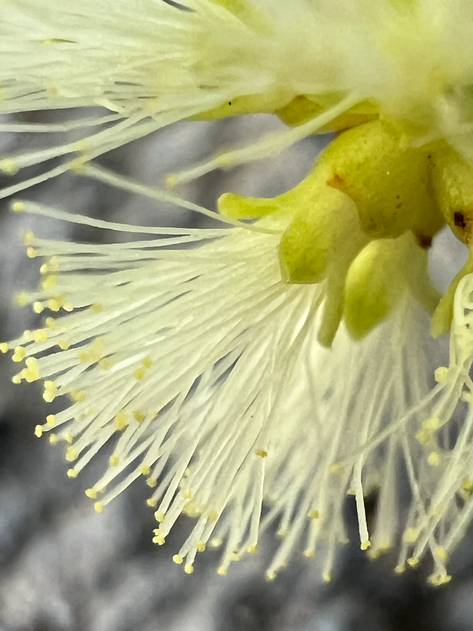 Willow Acacia, Australian Willow (Acacia Salicina) — rod-shaped inflorescences