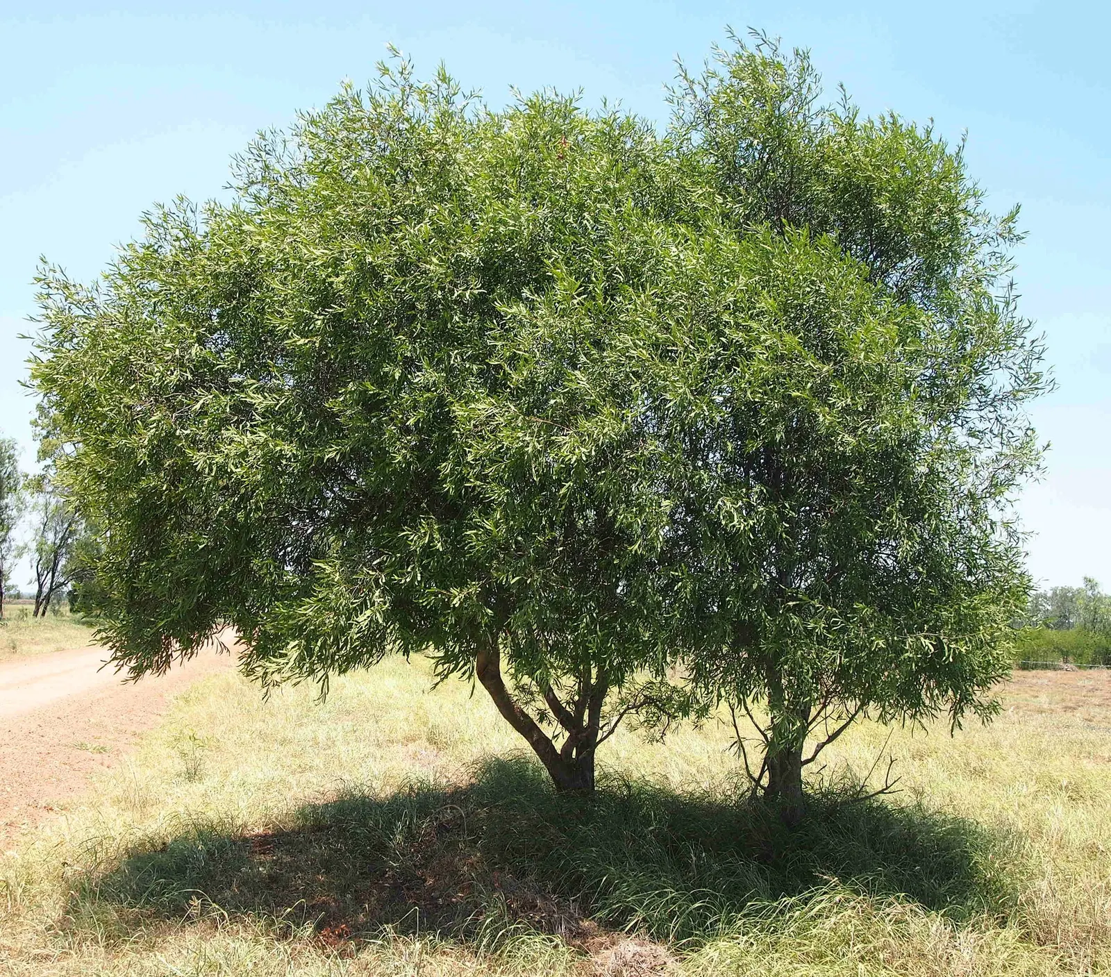 Willow Acacia, Australian Willow (Acacia Salicina) — Thriving in USDA zones 9-11, it reaches 20-40 feet in height with a 10-20-foot spread; rod-shaped