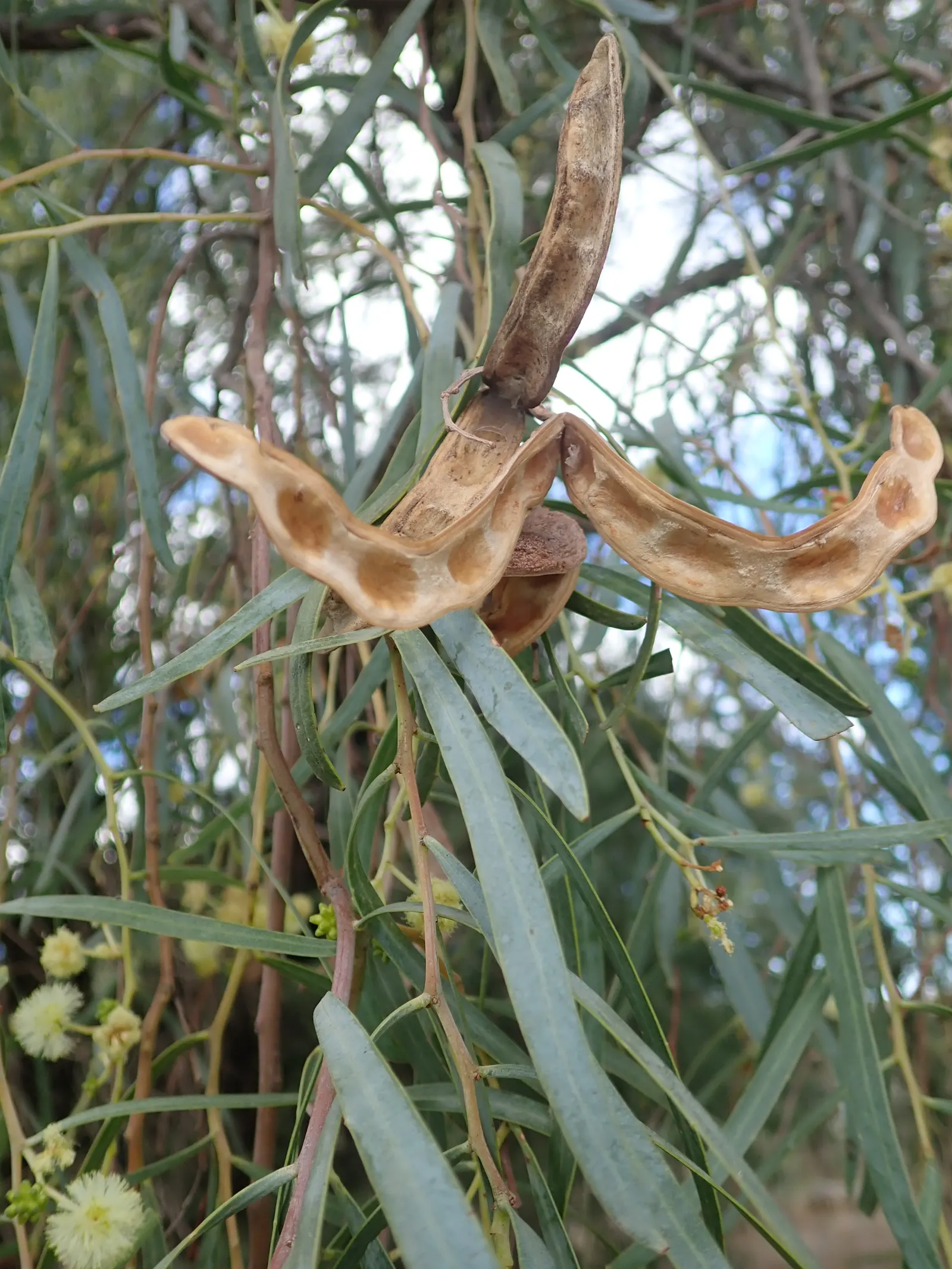Willow Acacia, Australian Willow (Acacia Salicina) — Thriving in USDA zones 9-11, it reaches 20-40 feet in height with a 10-20-foot spread
