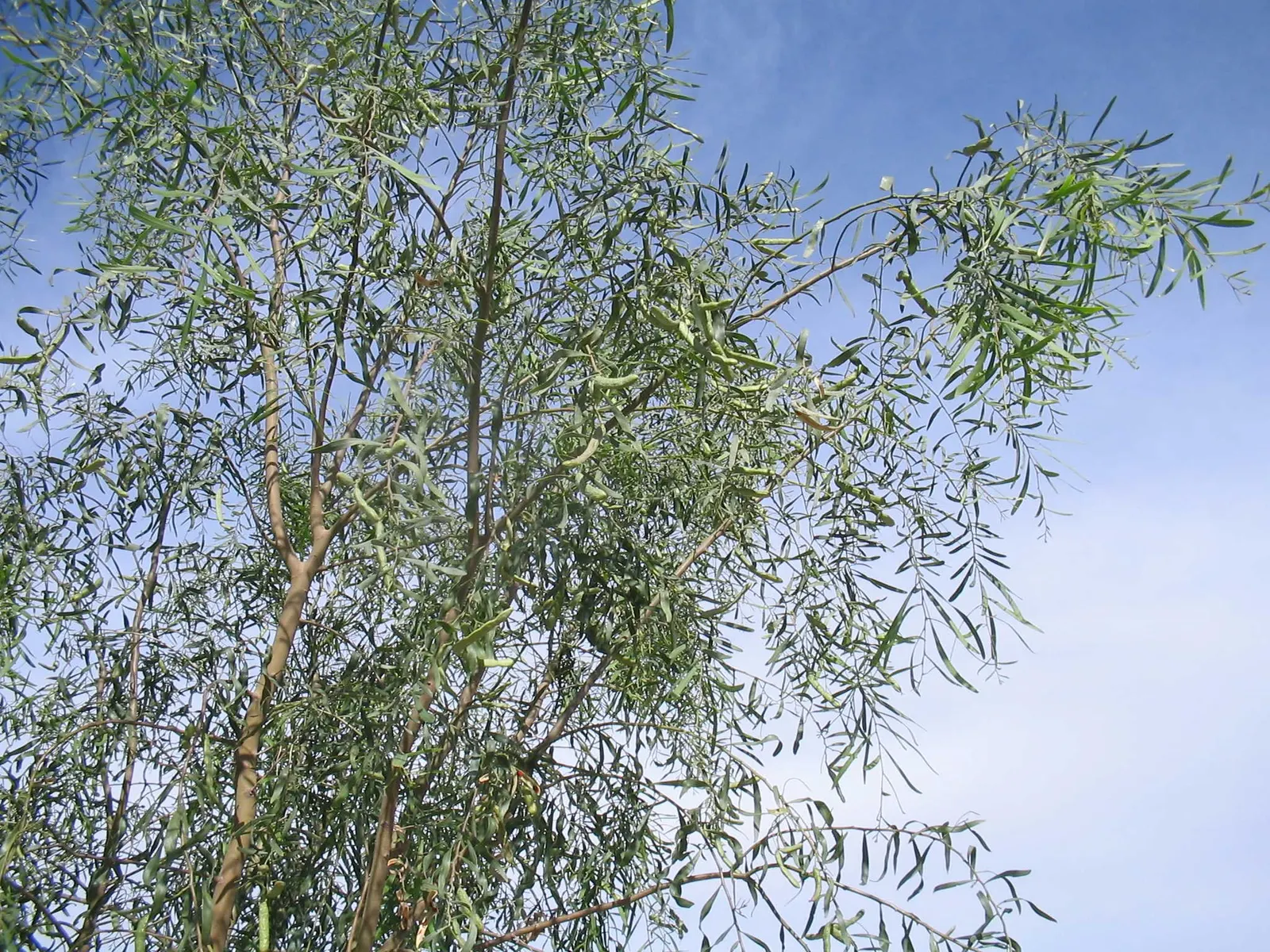 Willow Acacia, Australian Willow (Acacia Salicina) — and produces minimal litter