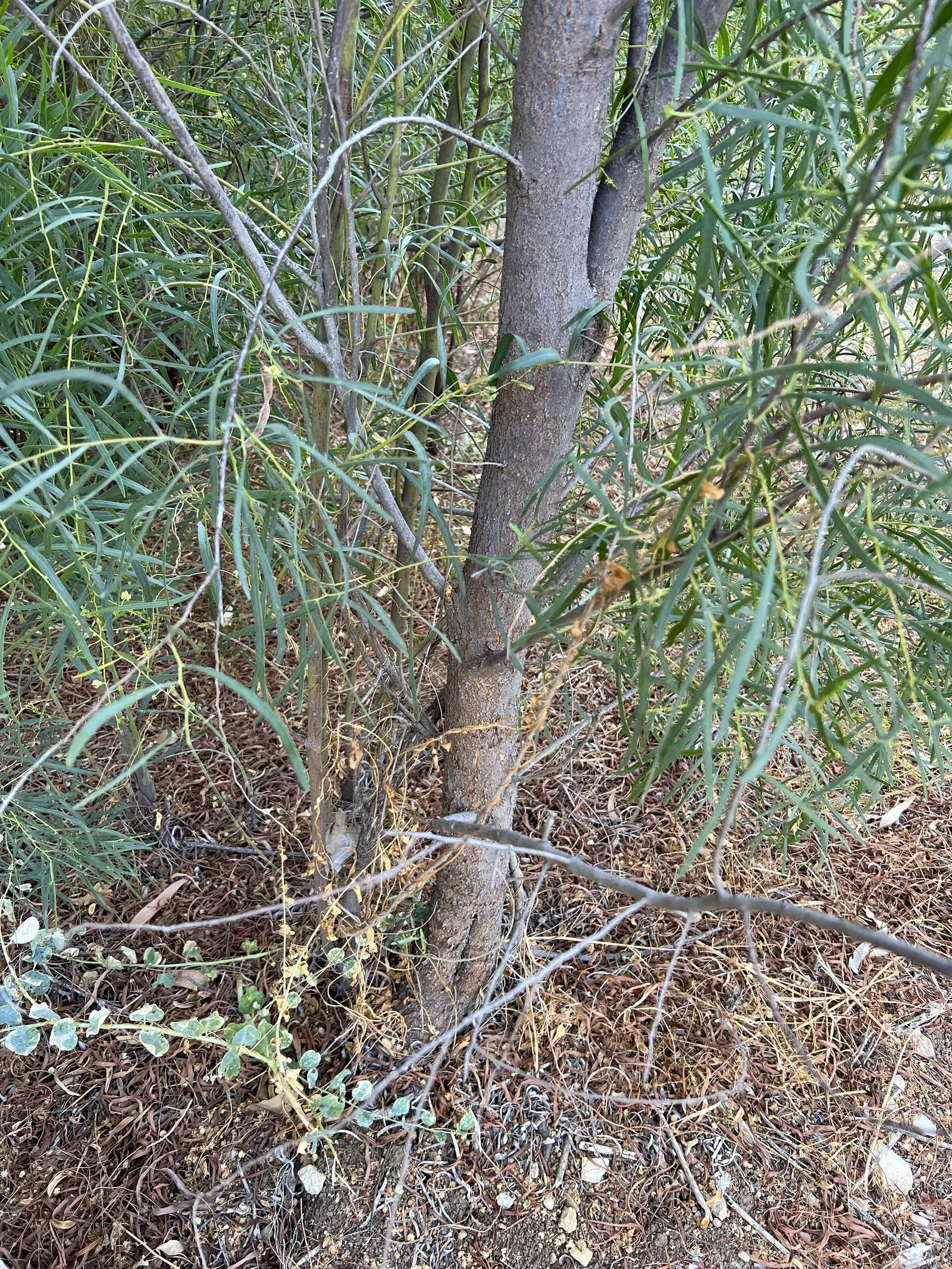 Willow Acacia, Australian Willow (Acacia Salicina) — Well-suited for vertical emphasis in arid landscapes