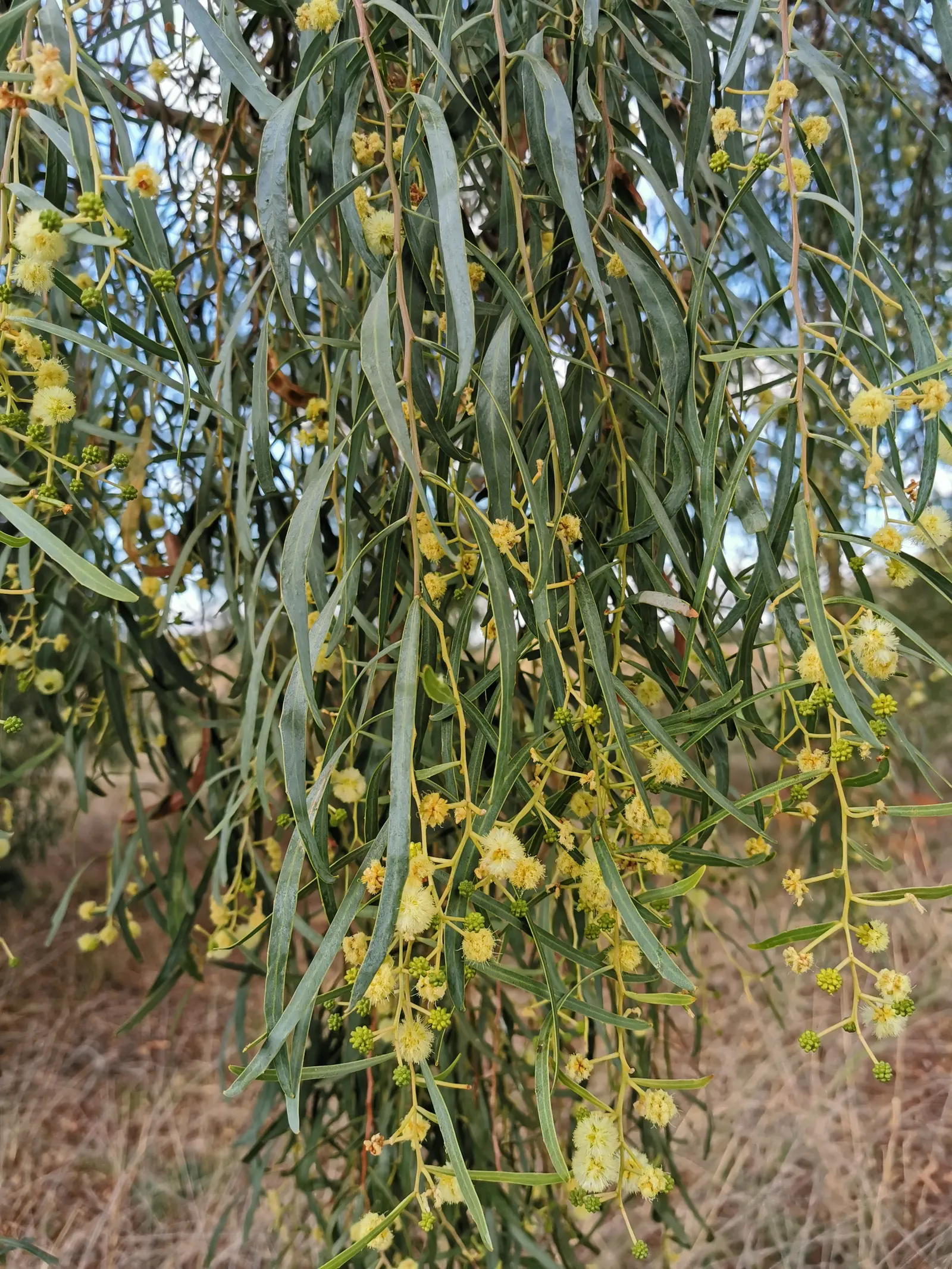 Willow Acacia, Australian Willow (Acacia Salicina) — this species stands out with slender