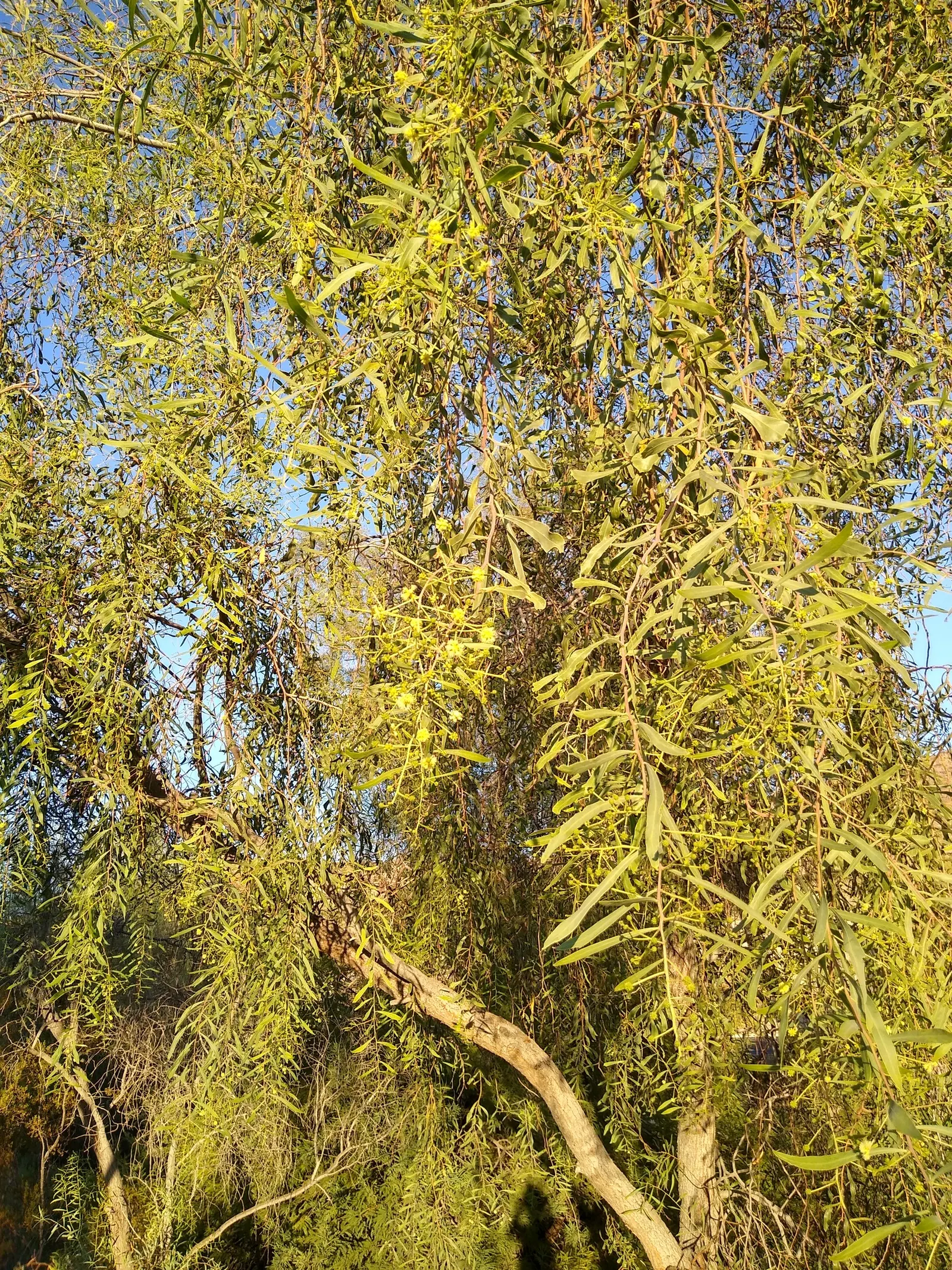 Willow Acacia, Australian Willow (Acacia Salicina) — pendulous branches and elongated