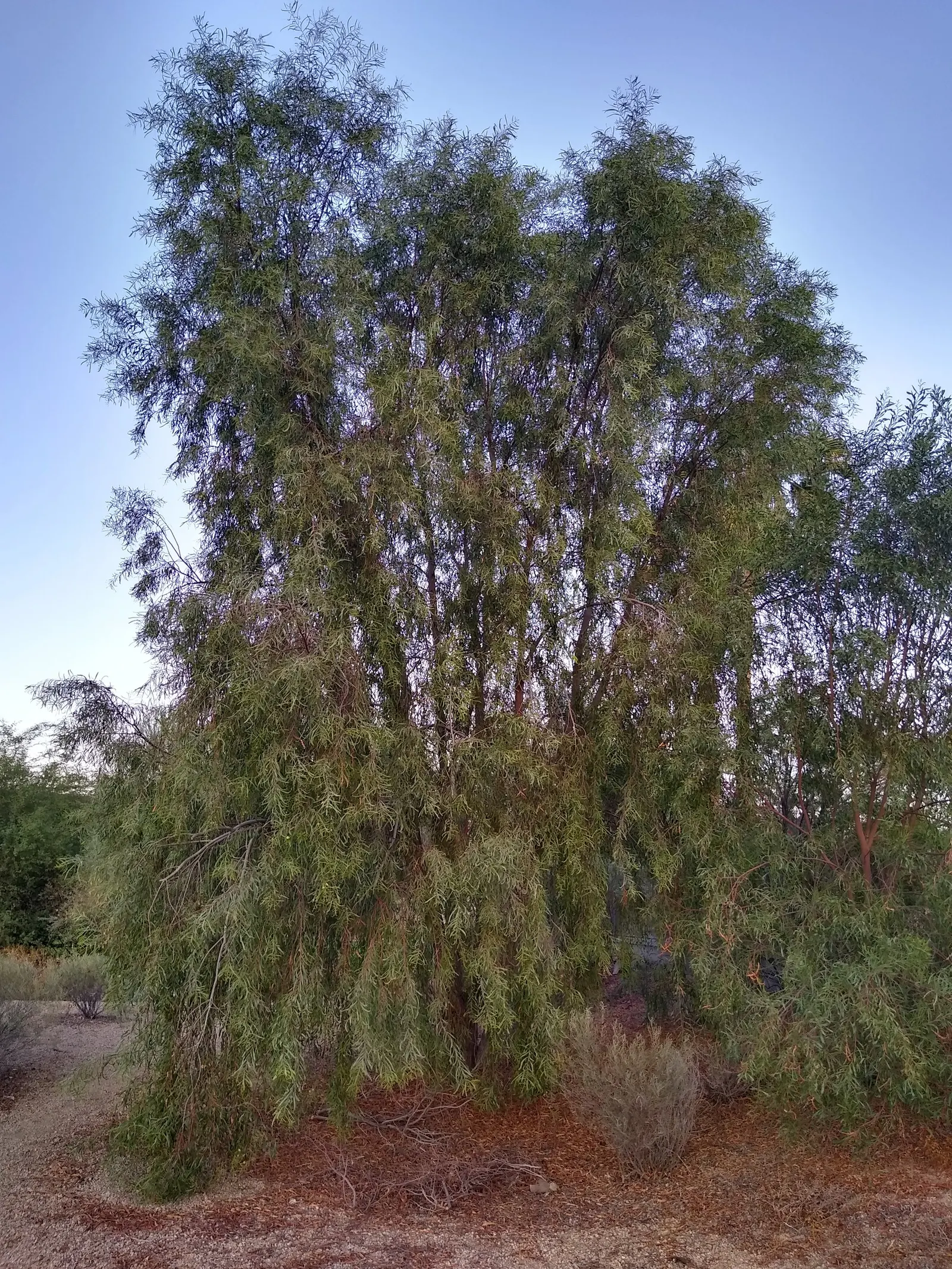 Willow Acacia, Australian Willow (Acacia Salicina) — tree for full