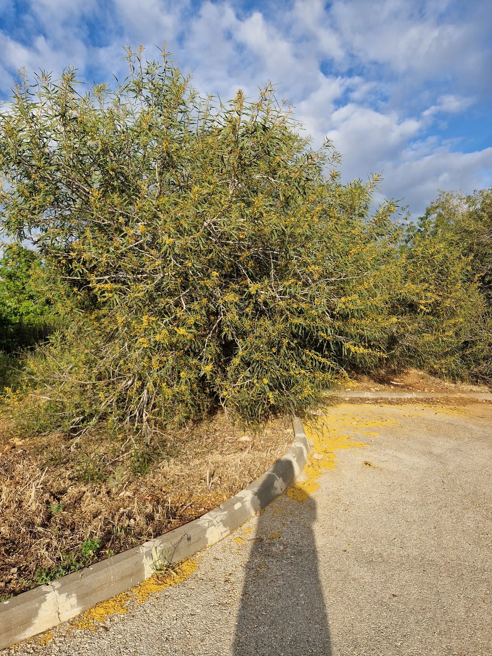 Willow Acacia, Australian Willow (Acacia Salicina) — The Willow Acacia (Acacia salicina) is an evergreen native to Australia; this low-maintenance tree flaunts