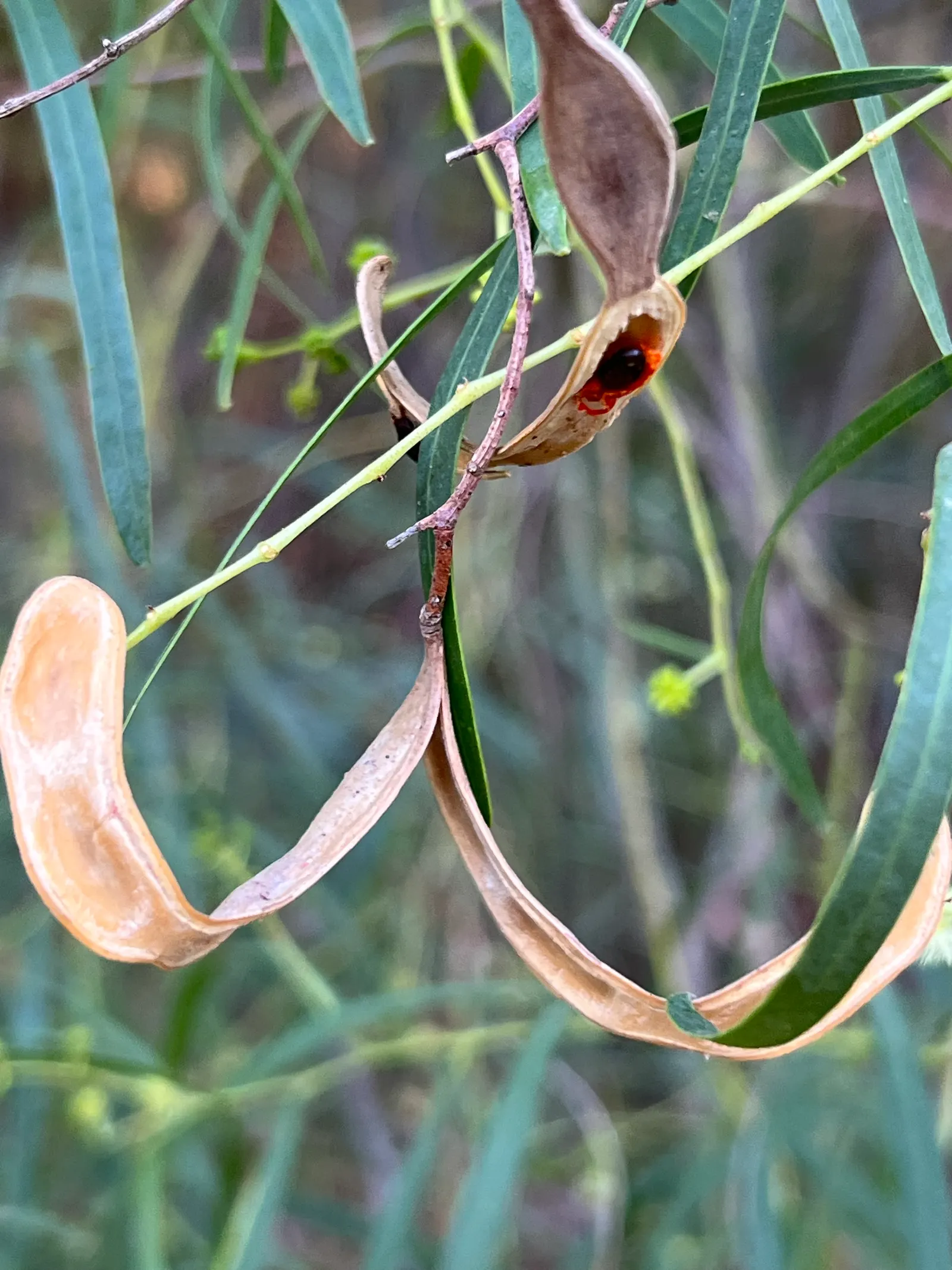 Willow Acacia, Australian Willow (Acacia Salicina) — It prefers full sun exposure and is adaptable to a range of soils, though well-draining soil is ideal