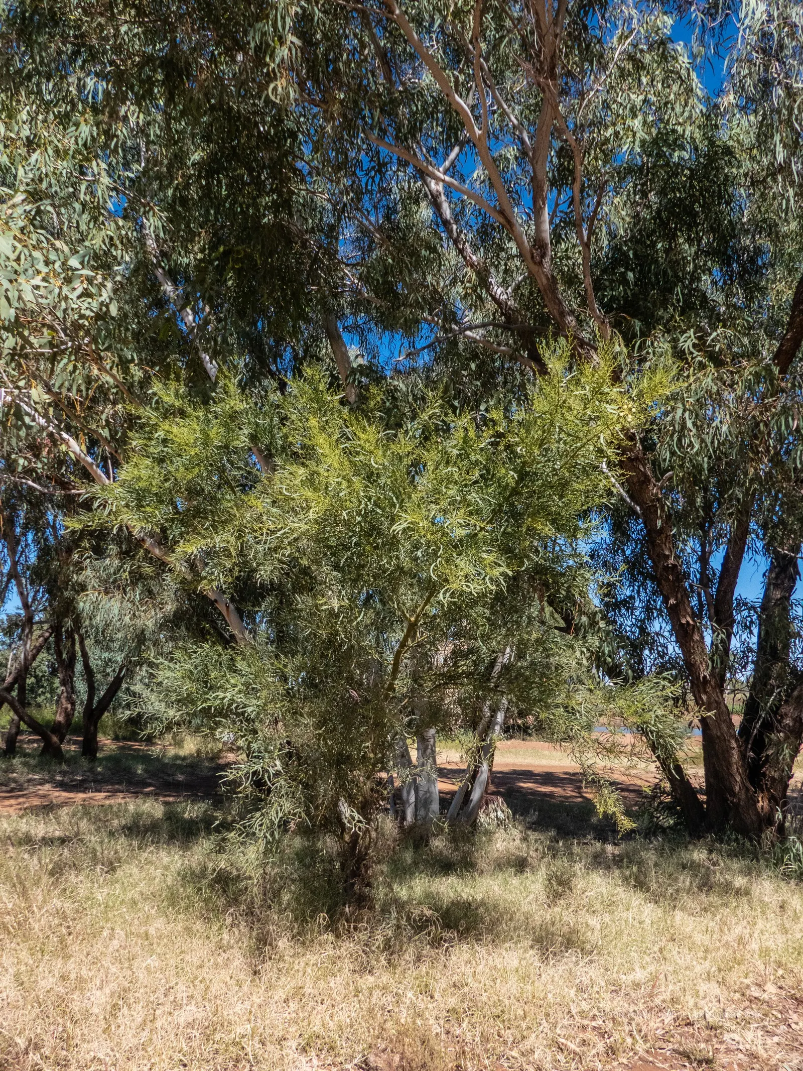 Willow Acacia, Australian Willow (Acacia Salicina) — prized for its weeping form resembling willows; admired for its willow-like appearance