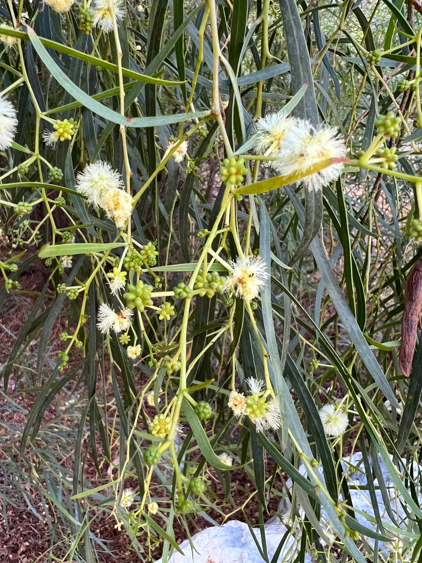Willow Acacia, Australian Willow (Acacia Salicina) — With a potential lifespan of around 15-50 years
