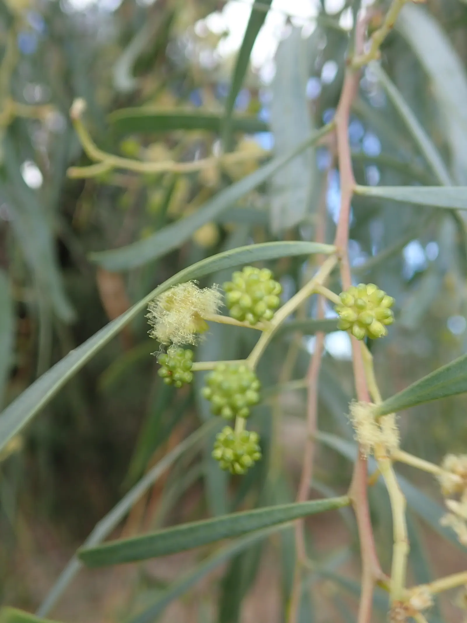 Willow Acacia, Australian Willow (Acacia Salicina) — Flourishes in full sun with moderate water, image 32