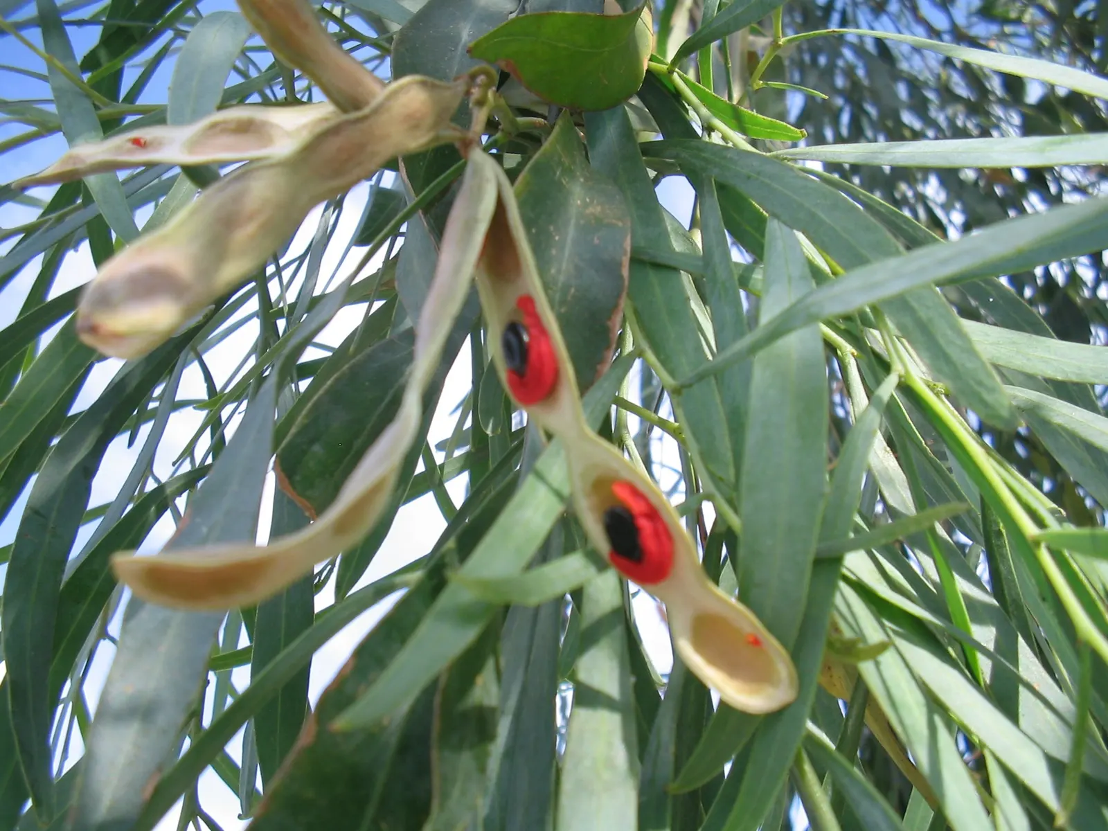 Willow Acacia, Australian Willow (Acacia Salicina) — white flowers in the garden