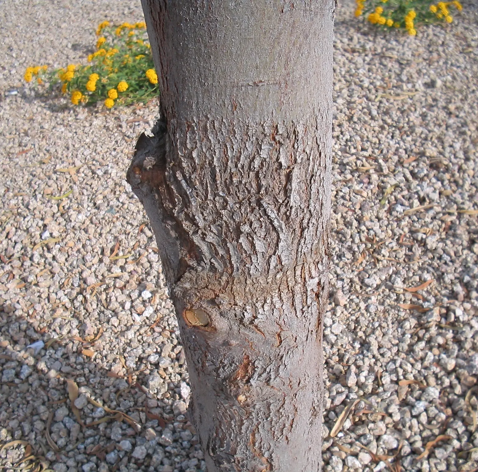 Willow Acacia, Australian Willow (Acacia Salicina) — demanding minimal watering