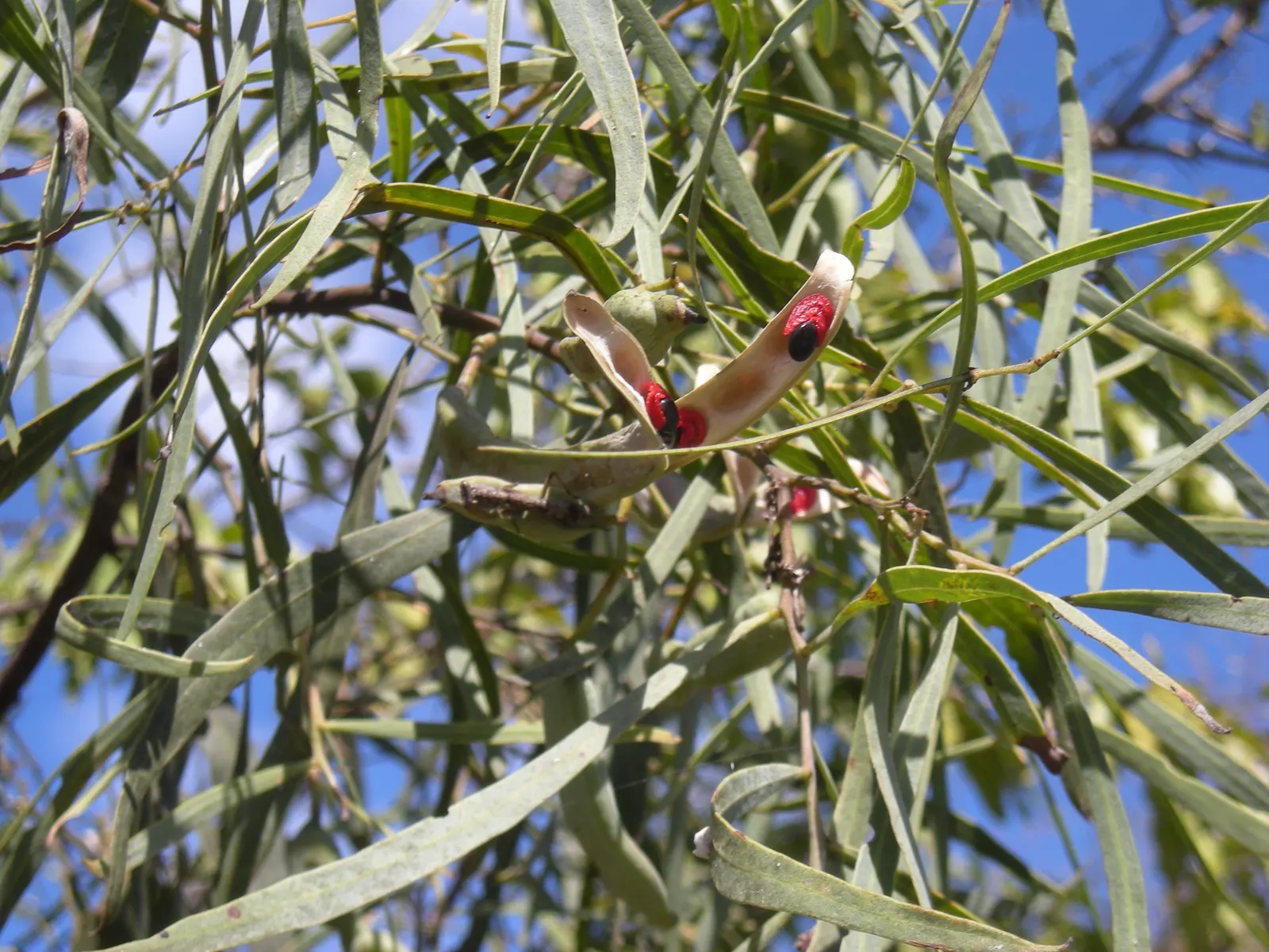 Willow Acacia, Australian Willow (Acacia Salicina) — enticing various pollinators