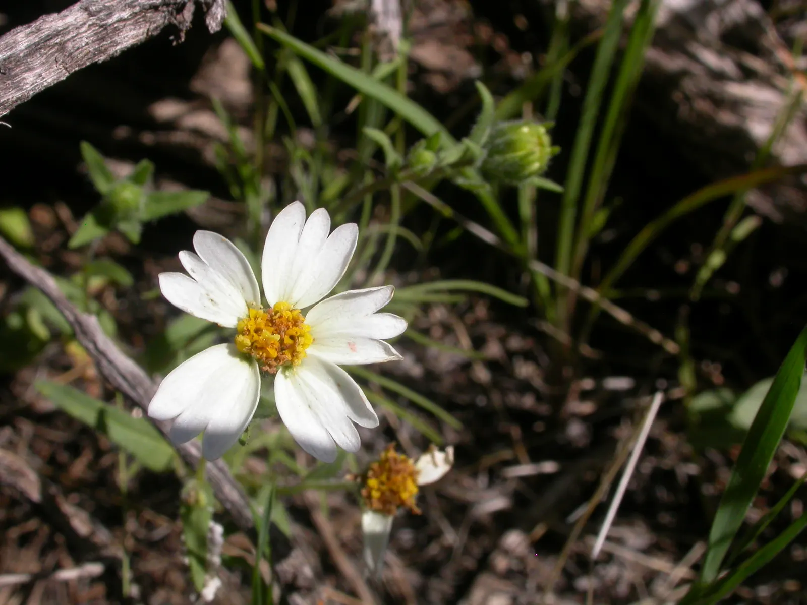 Tidytips (Layia Platyglossa) — Pair them with other natives or drought-tolerant species for a cohesive and sustainable design