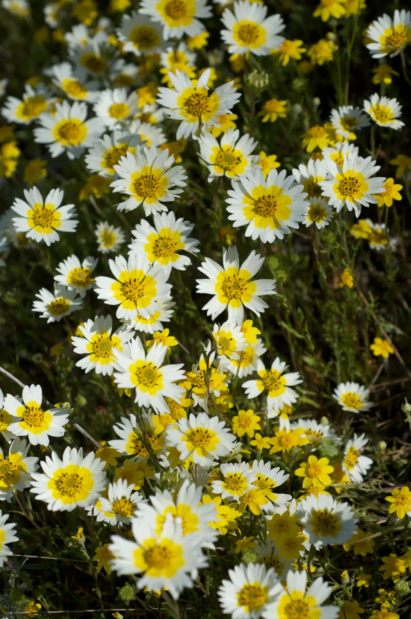 Tidytips (Layia Platyglossa) — Each bloom features white to yellow petals