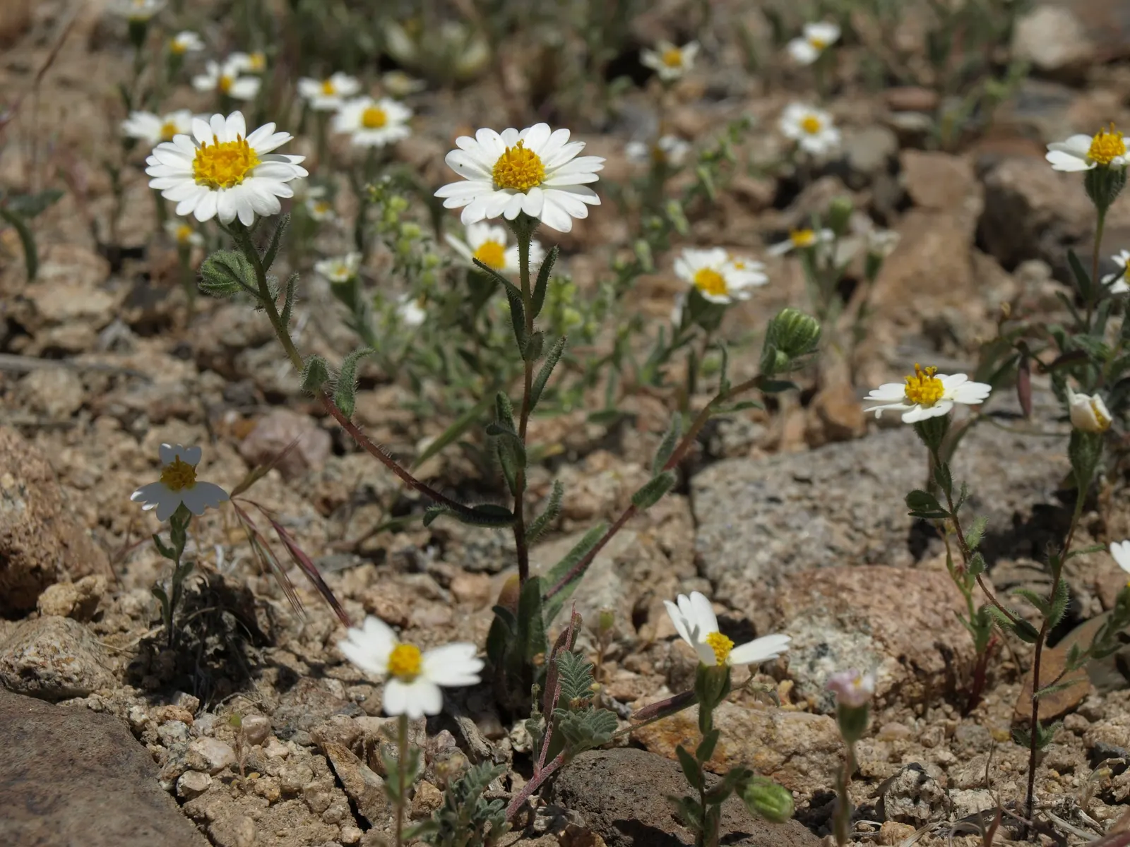 Tidytips (Layia Platyglossa) — typically with a bright yellow tip; when designing with Tidytips, image 79
