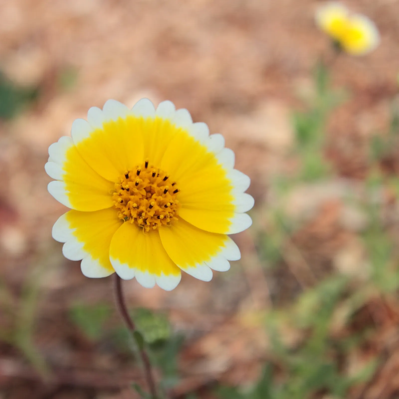 Tidytips (Layia Platyglossa) — including sandy and loamy conditions; though they are tolerant of various soil types