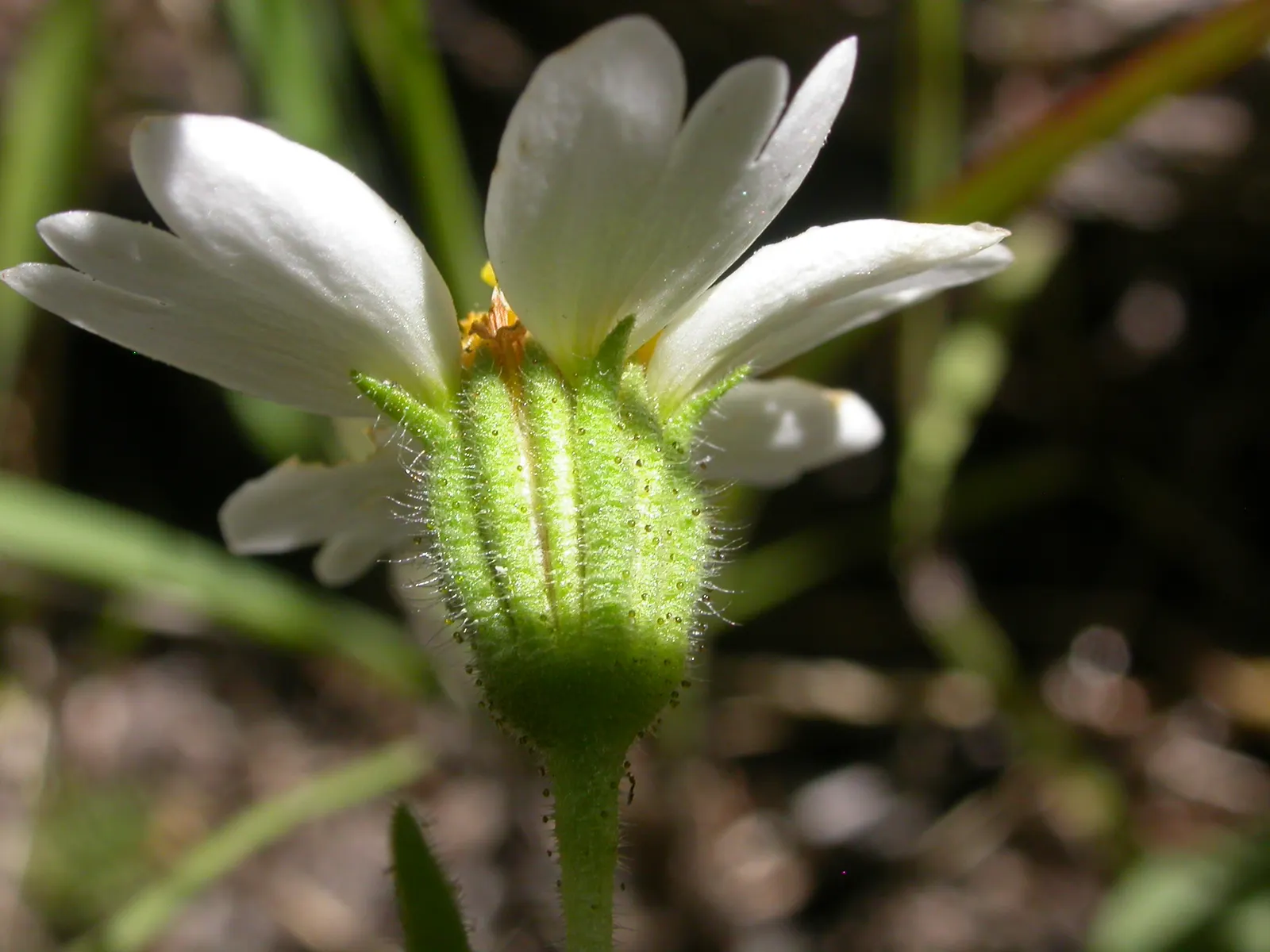 Tidytips (Layia Platyglossa) — It reaches up to 12 inches in height and spreads approximately 12 inches wide; encircling a yellow or maroon center