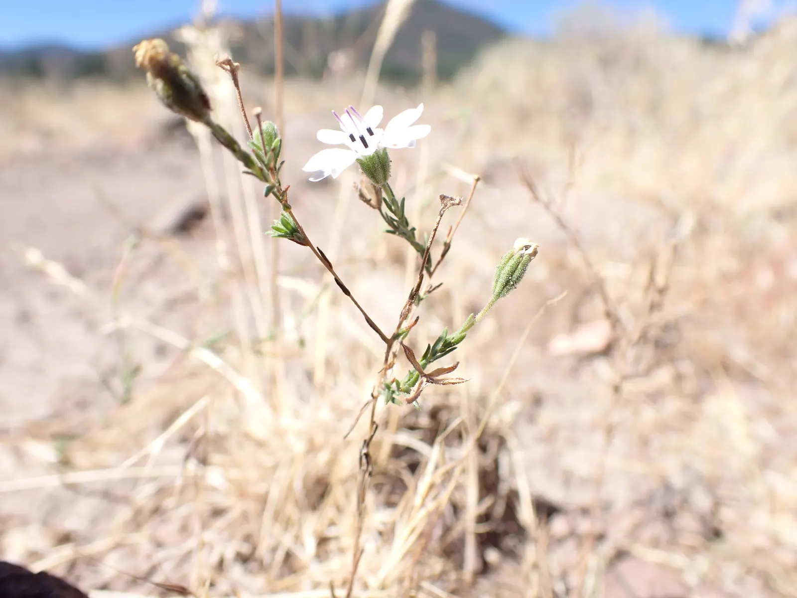Tidytips (Layia Platyglossa) — scientifically referred to as Layia platyglossa; they are also drought-resistant once established, making them a wise choice for