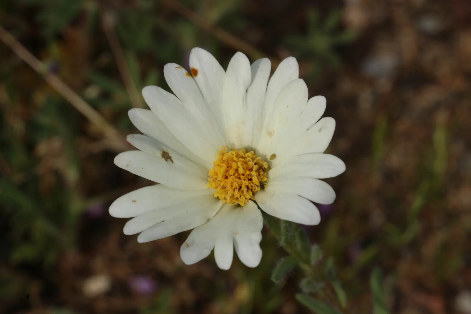 Tidytips (Layia Platyglossa) — Tidytips fit beautifully into a variety of landscape designs; pair them with other natives or drought-tolerant, image 75