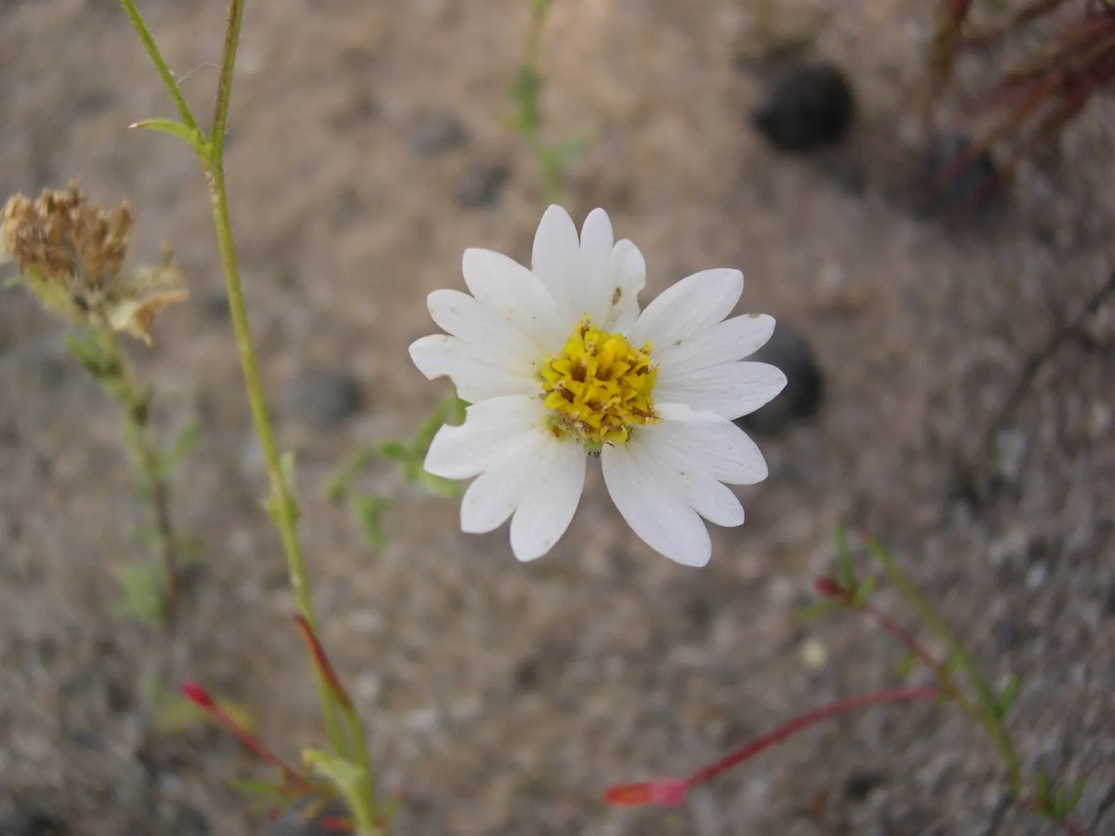 Tidytips (Layia Platyglossa) — are a charming addition to any landscape