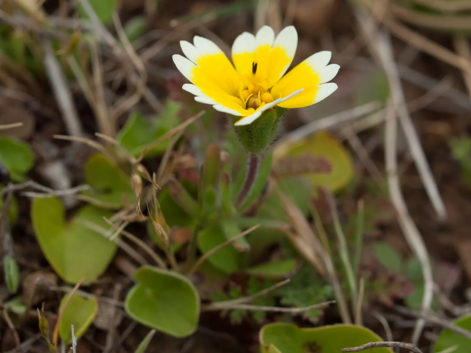 Tidytips (Layia Platyglossa) — Thriving in full sun, it requires well-drained soil and is drought-tolerant once established; thus enhancing the garden's