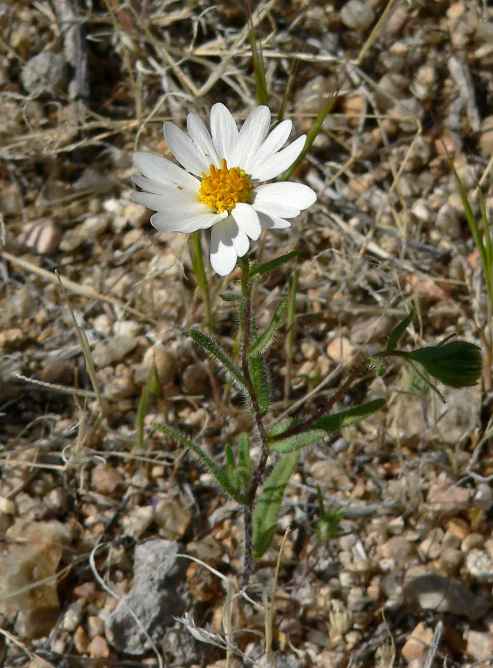 Tidytips (Layia Platyglossa) — Tidytips (Layia platyglossa) is a cheerful annual; thriving in full sun, it requires well-drained soil and is drought-tolerant