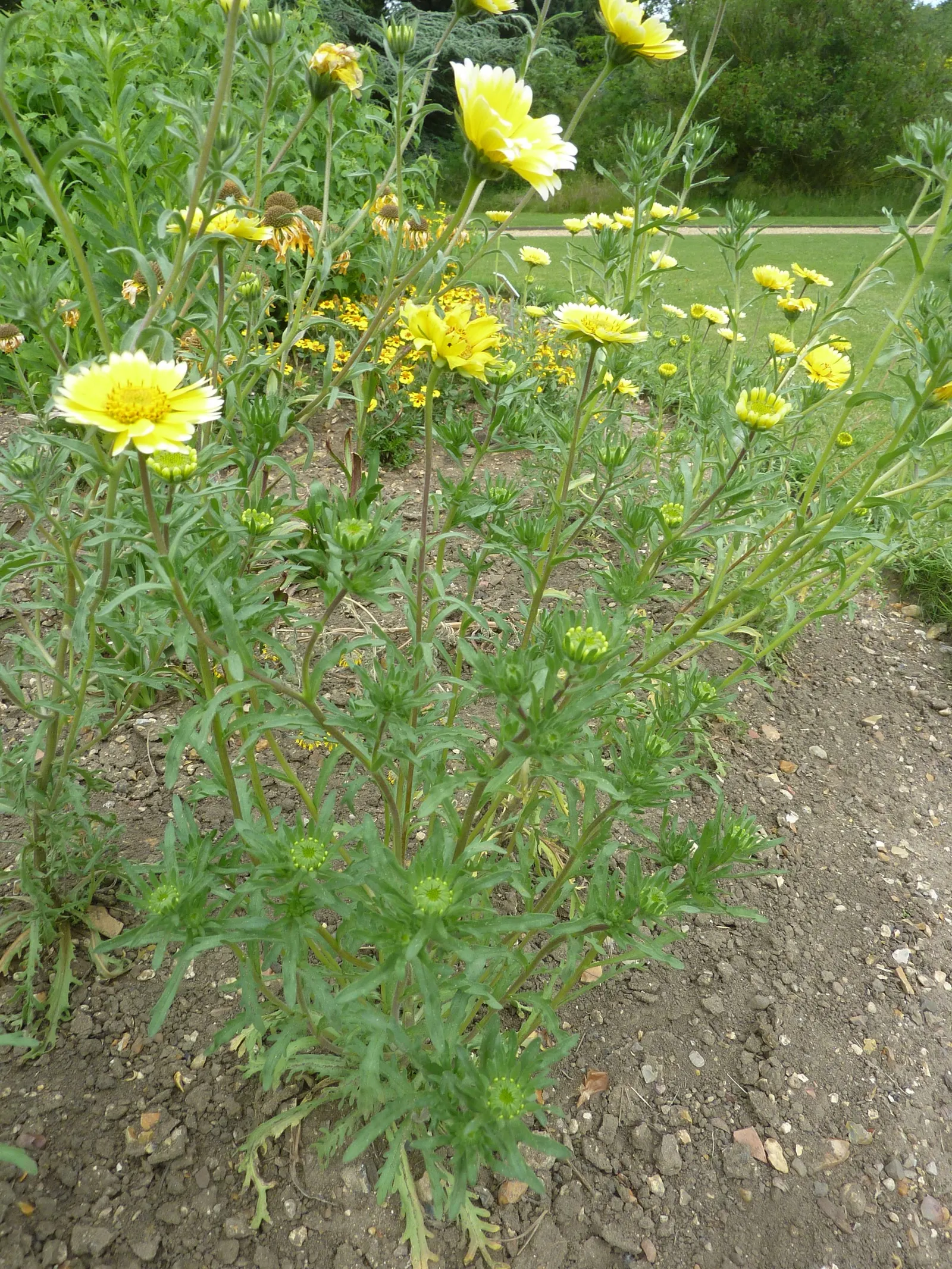 Tidytips (Layia Platyglossa) — Tidytips (Layia platyglossa) is a cheerful annual
