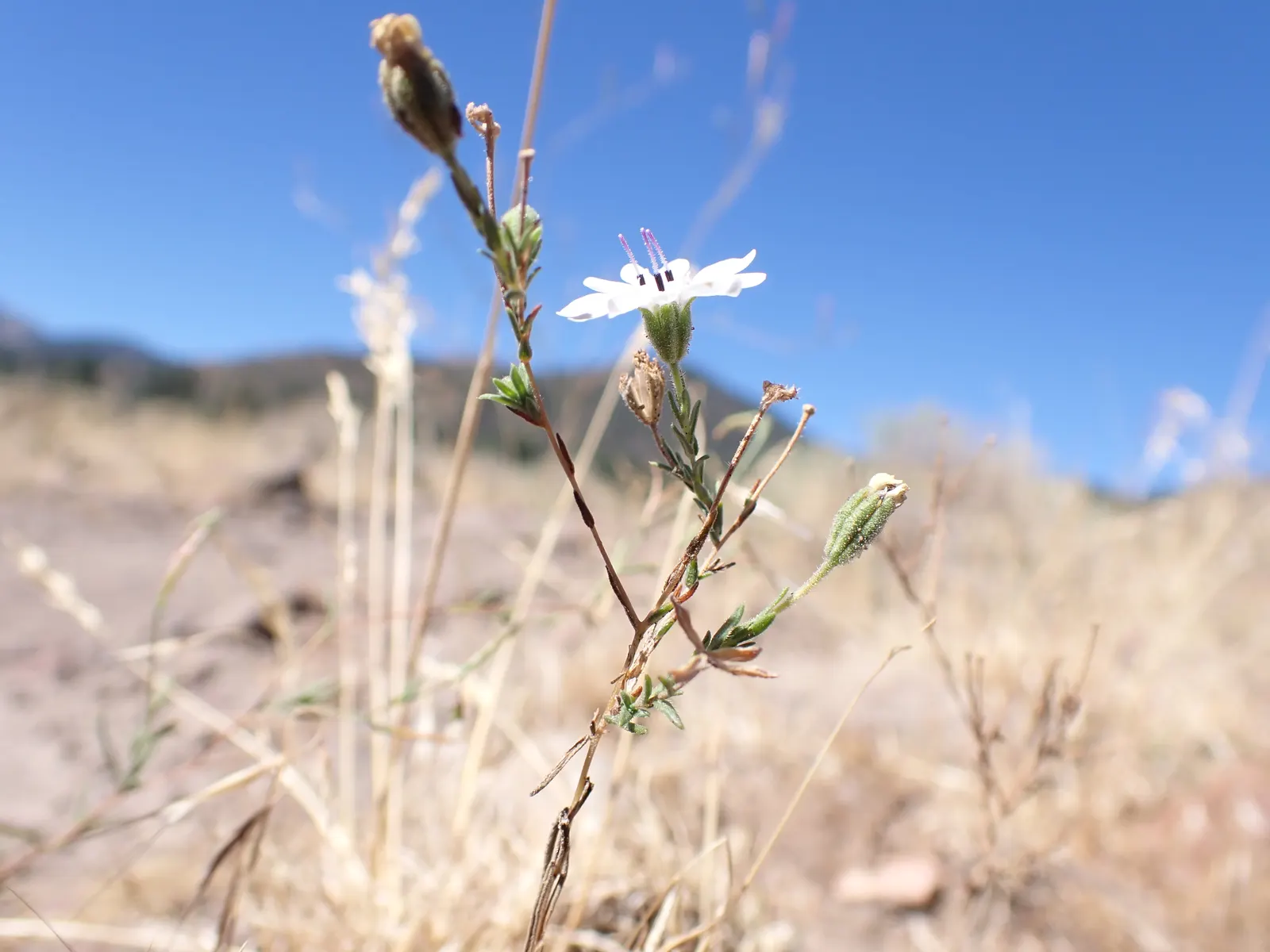 Tidytips (Layia Platyglossa) — typically with a bright yellow tip; when designing with Tidytips
