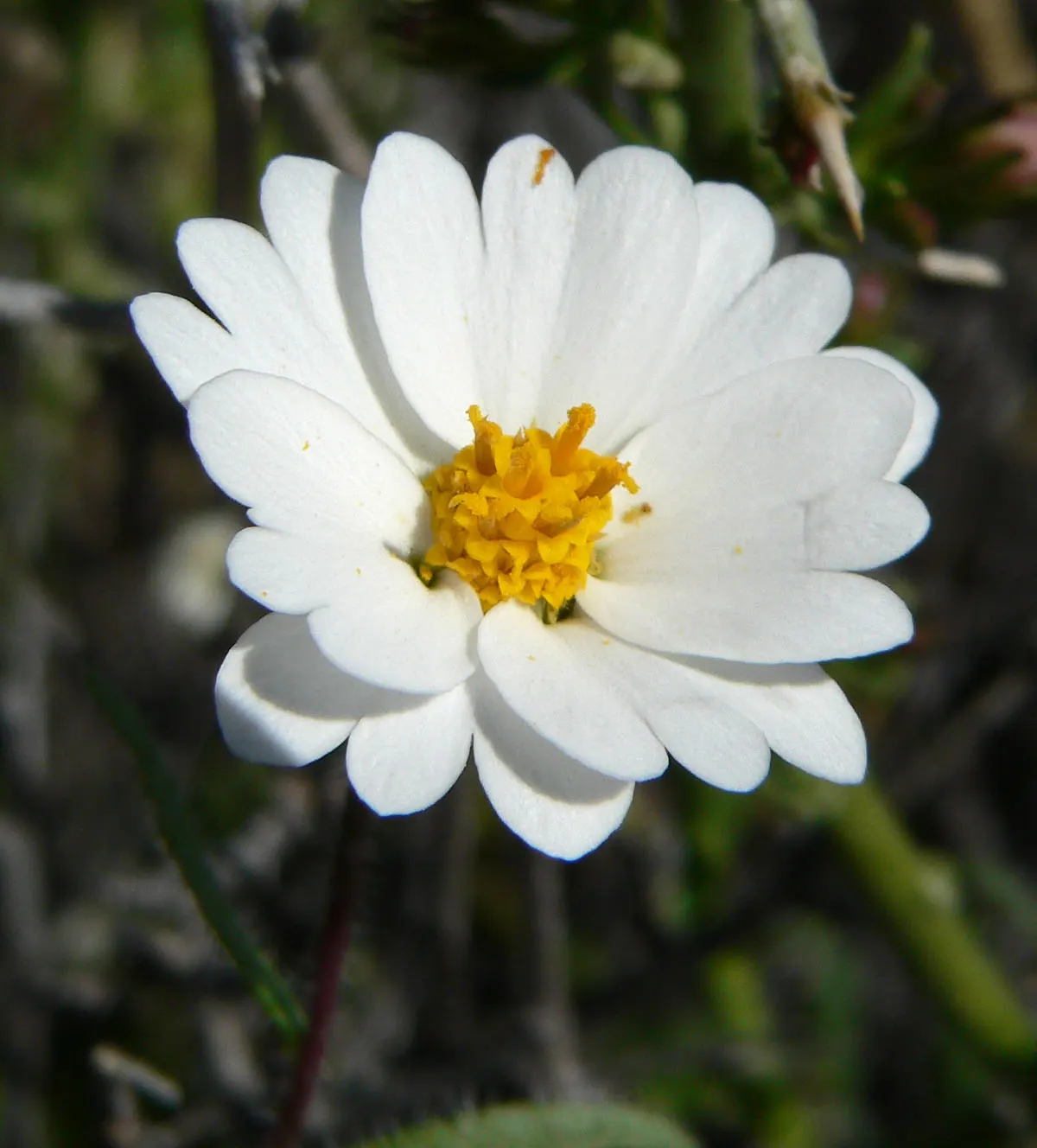 Tidytips (Layia Platyglossa) — Blooming from spring to early summer; tidytips (Layia platyglossa) is a cheerful annual, image 98